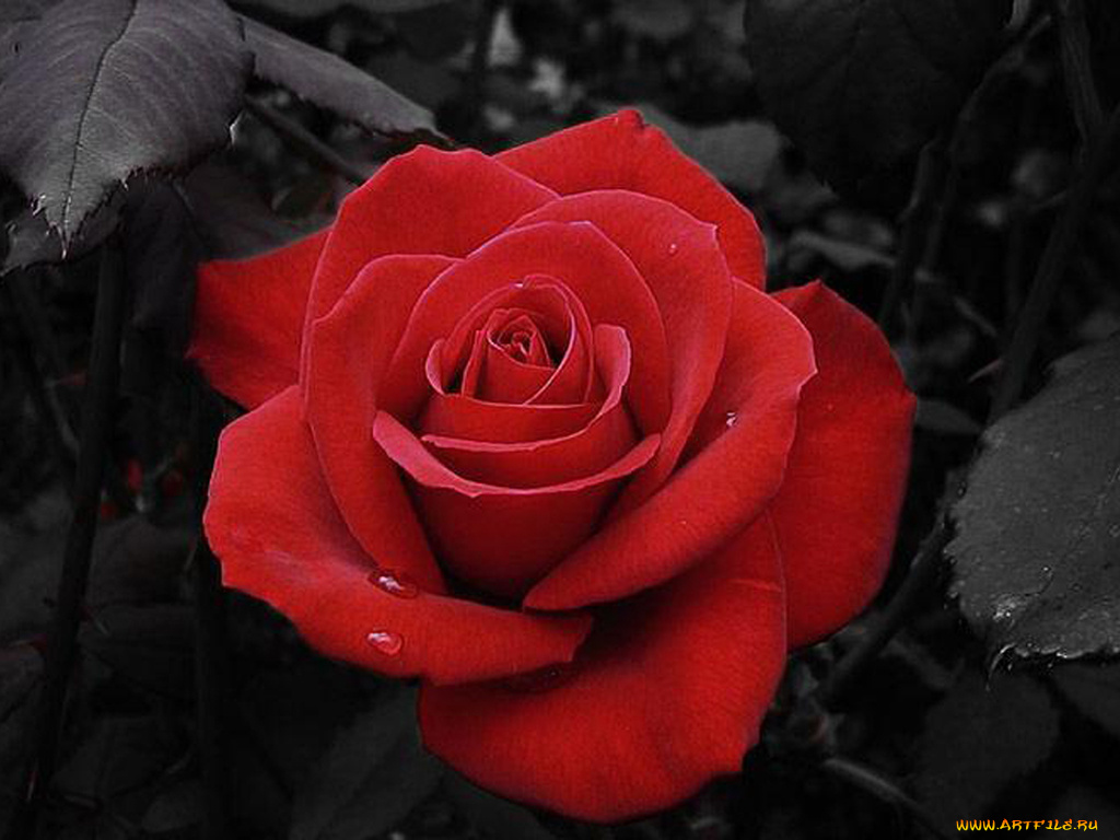 цветы, розы