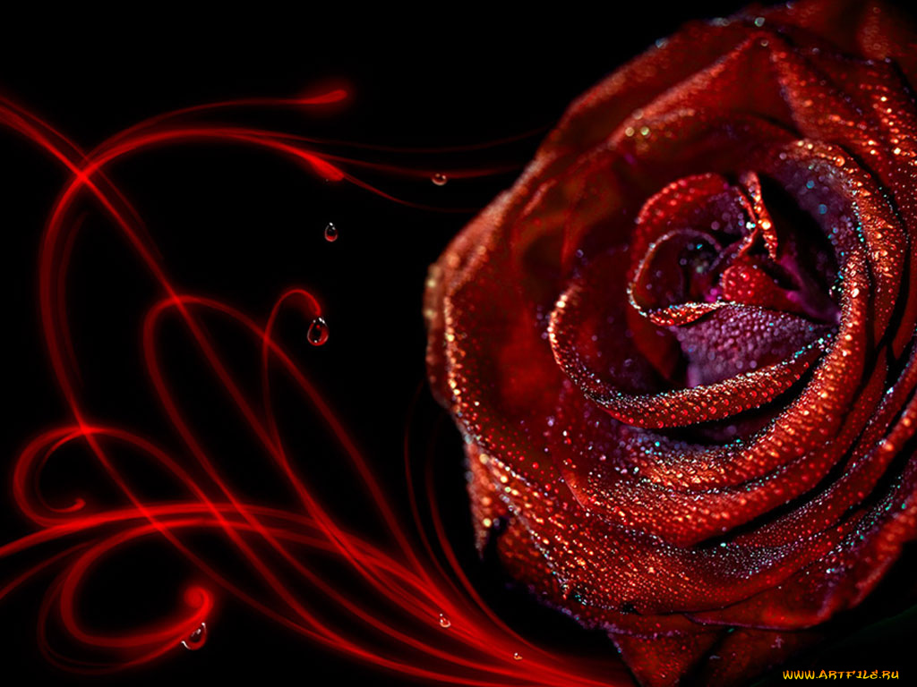 цветы, розы