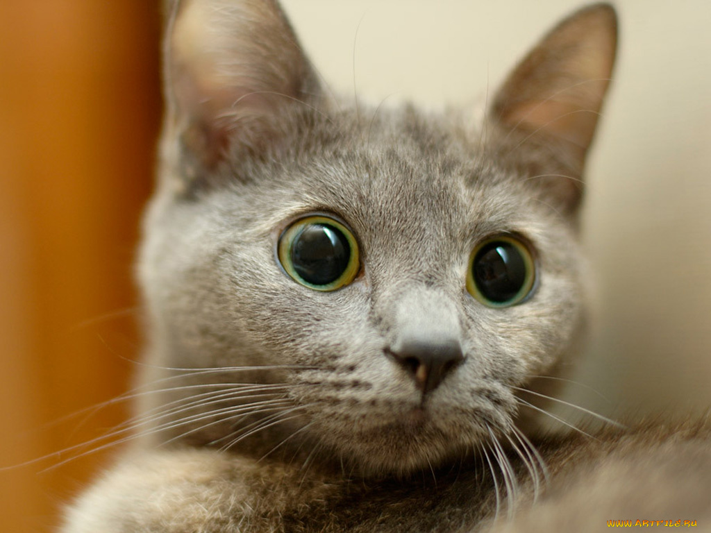 животные, коты