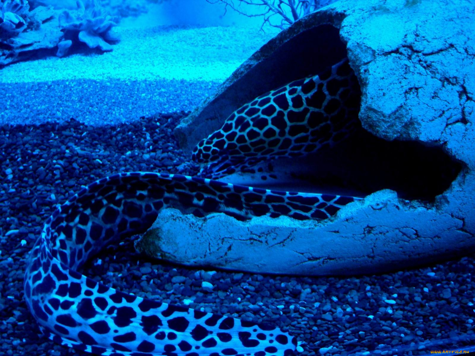 животные, мурены