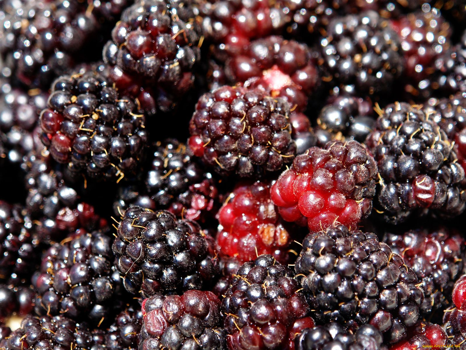 еда, ежевика