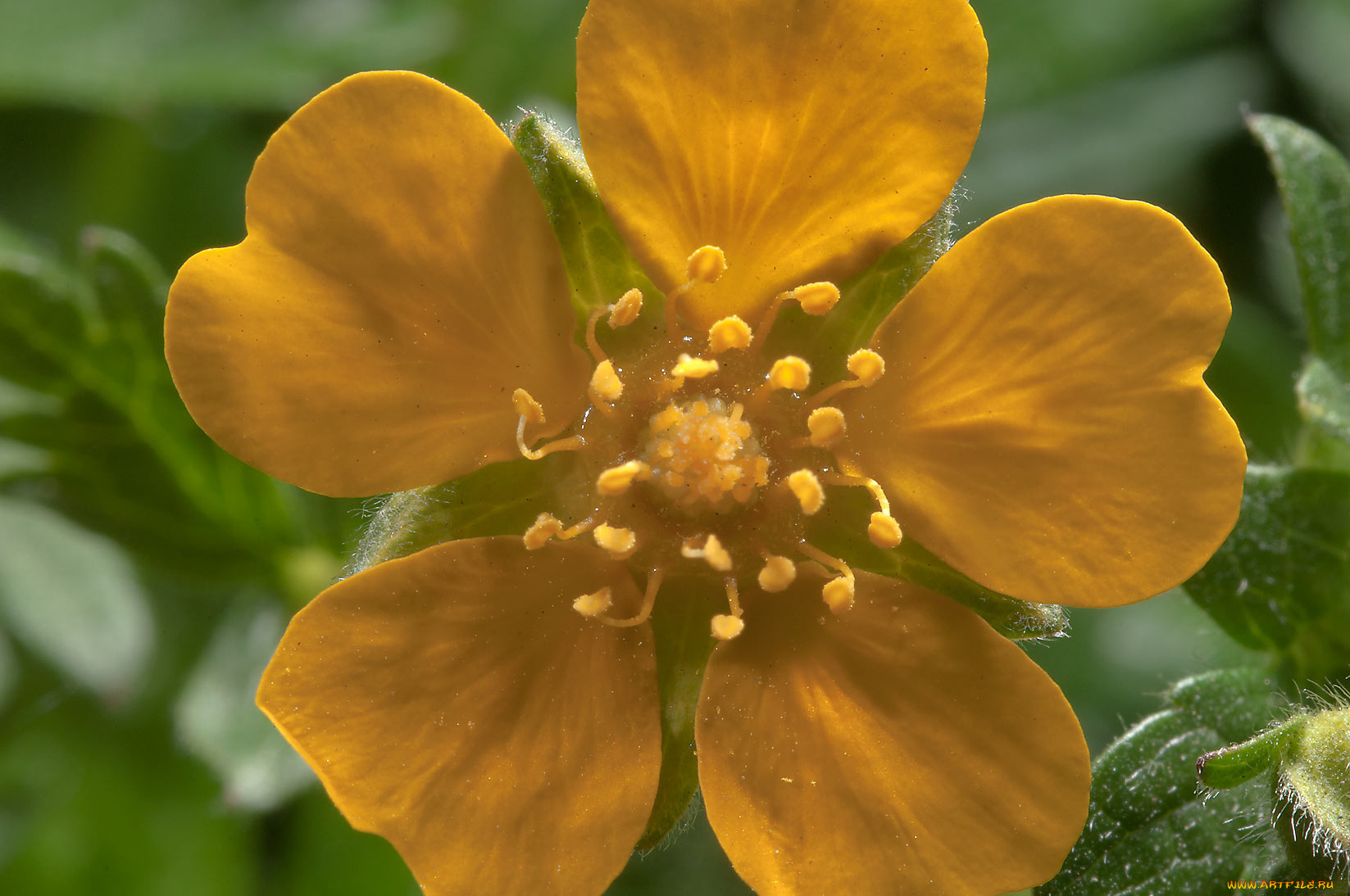 цветы, калужницы, лютики, бутон