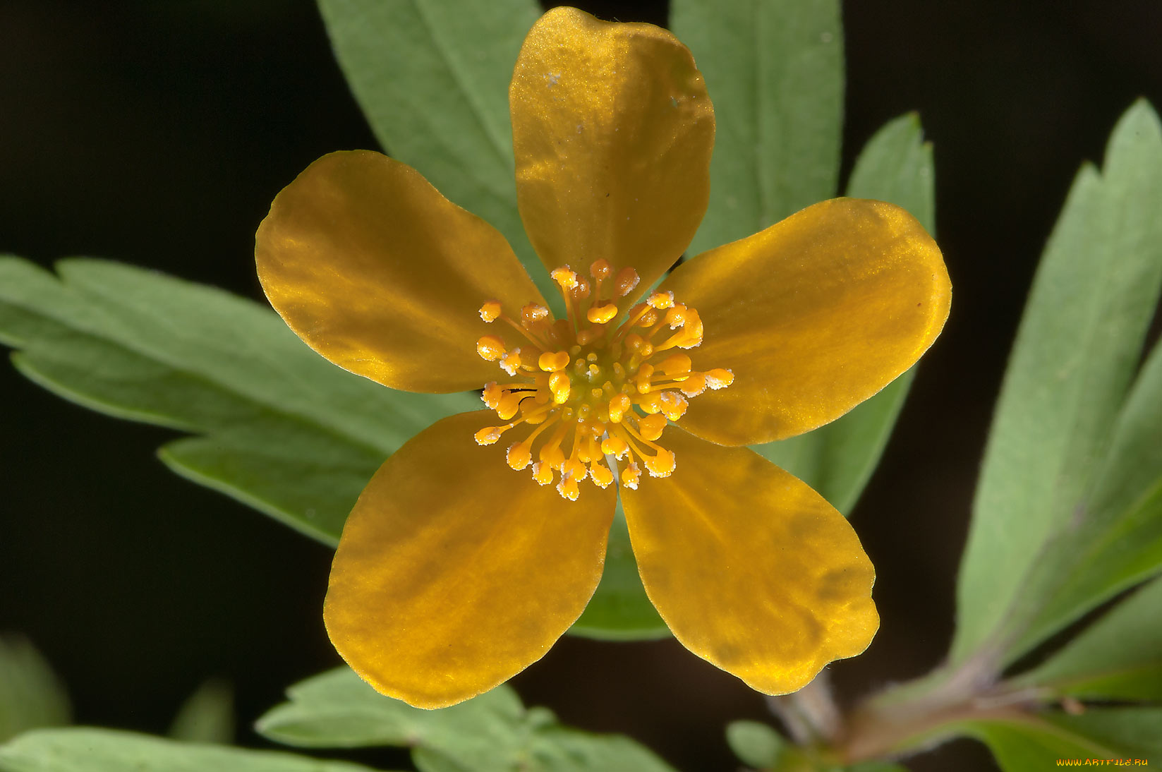 цветы, калужницы, лютики, лепестки