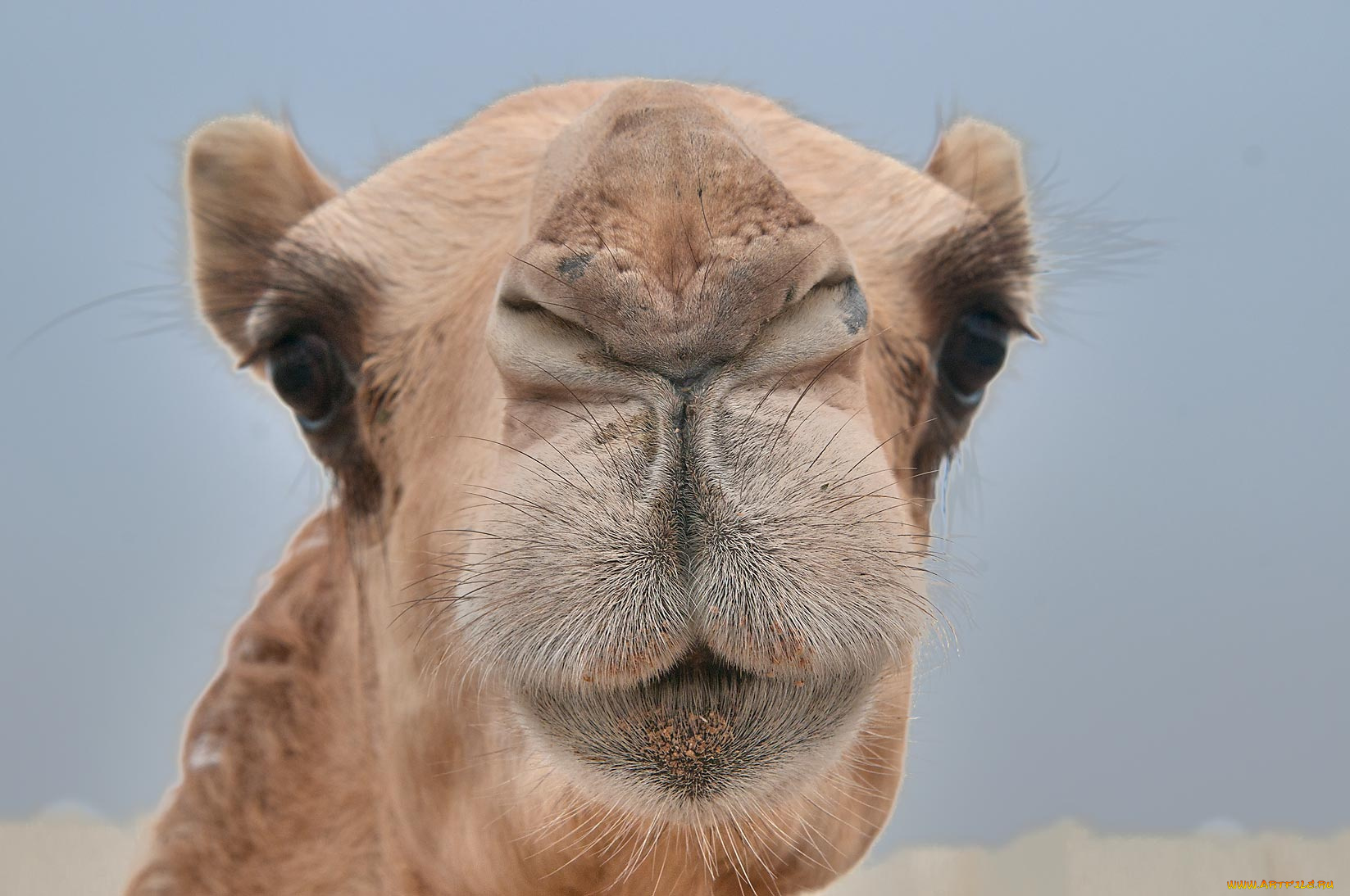 животные, верблюды, верблюд