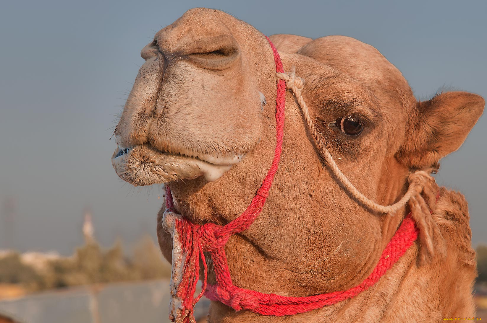 животные, верблюды, верблюд