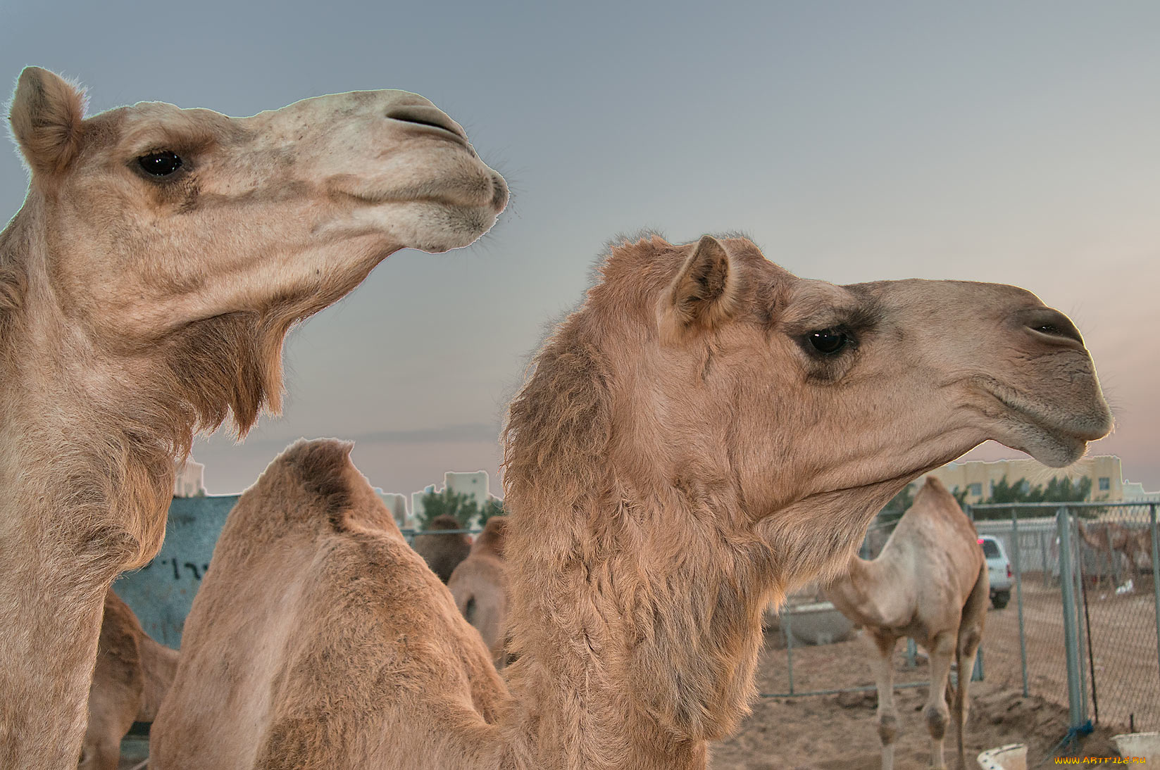 животные, верблюды, верблюд