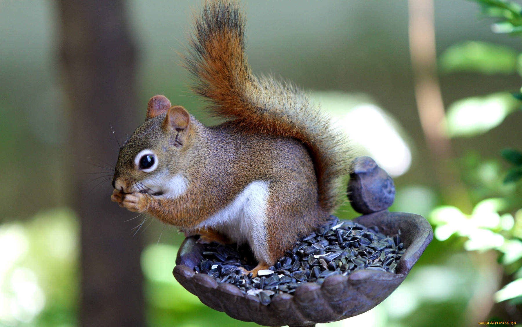 животные, белки, семечки, кормушка, бельчонок