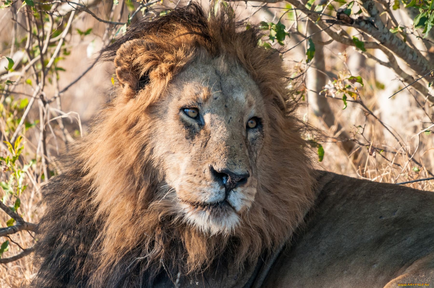 животные, львы, царь, грива