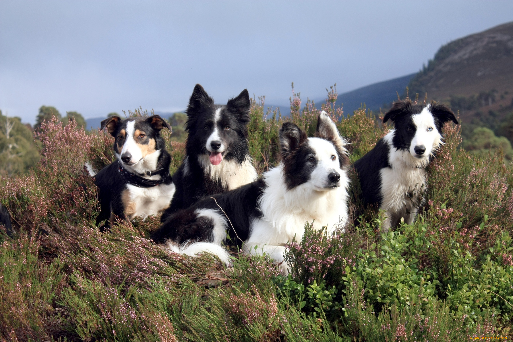 животные, собаки