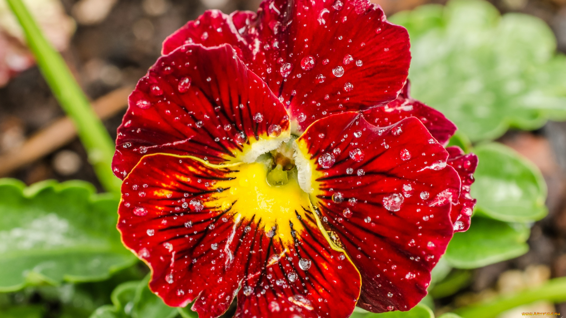 цветы, анютины, глазки, садовые, фиалки, красный, макро, капли