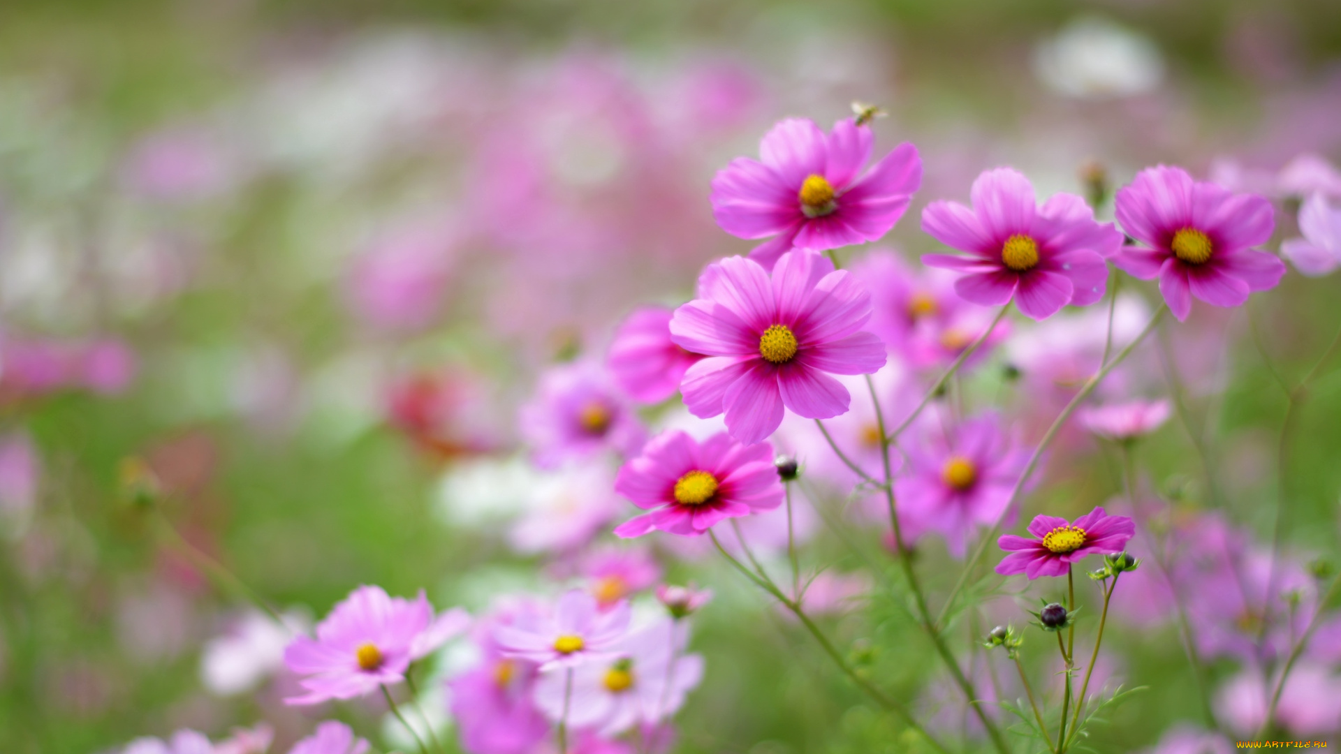 цветы, космея, розовый