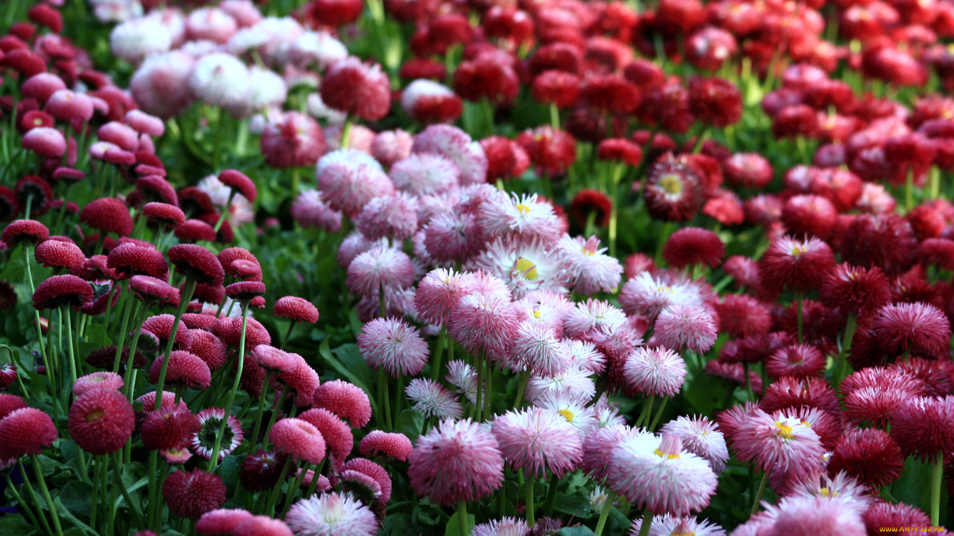 цветы, маргаритки, много, пушистики