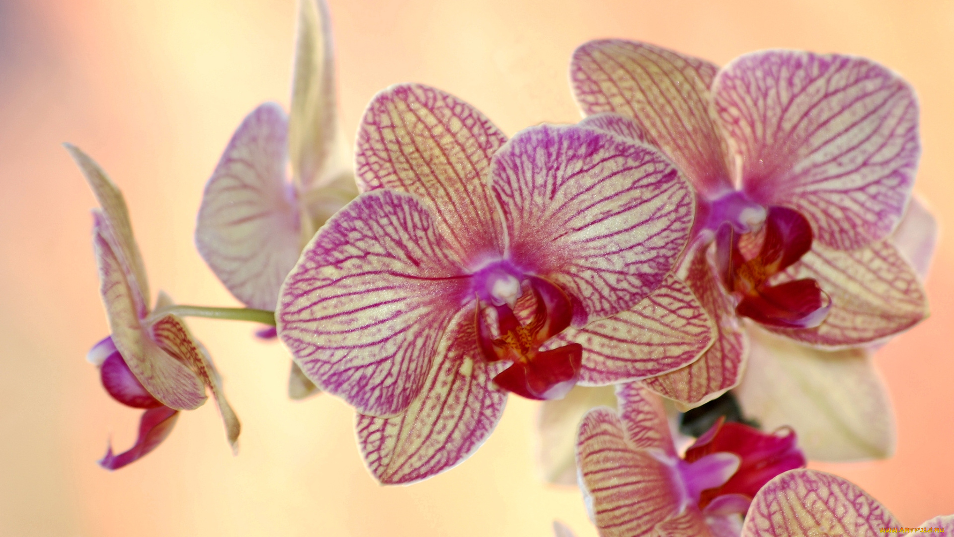 цветы, орхидеи, пестрый