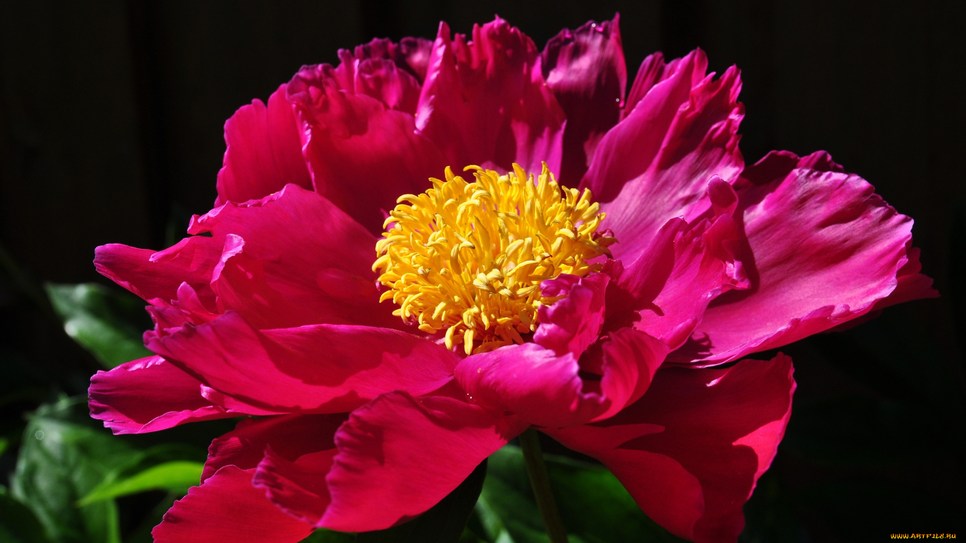 цветы, пионы, макро, роскошный, лепестки