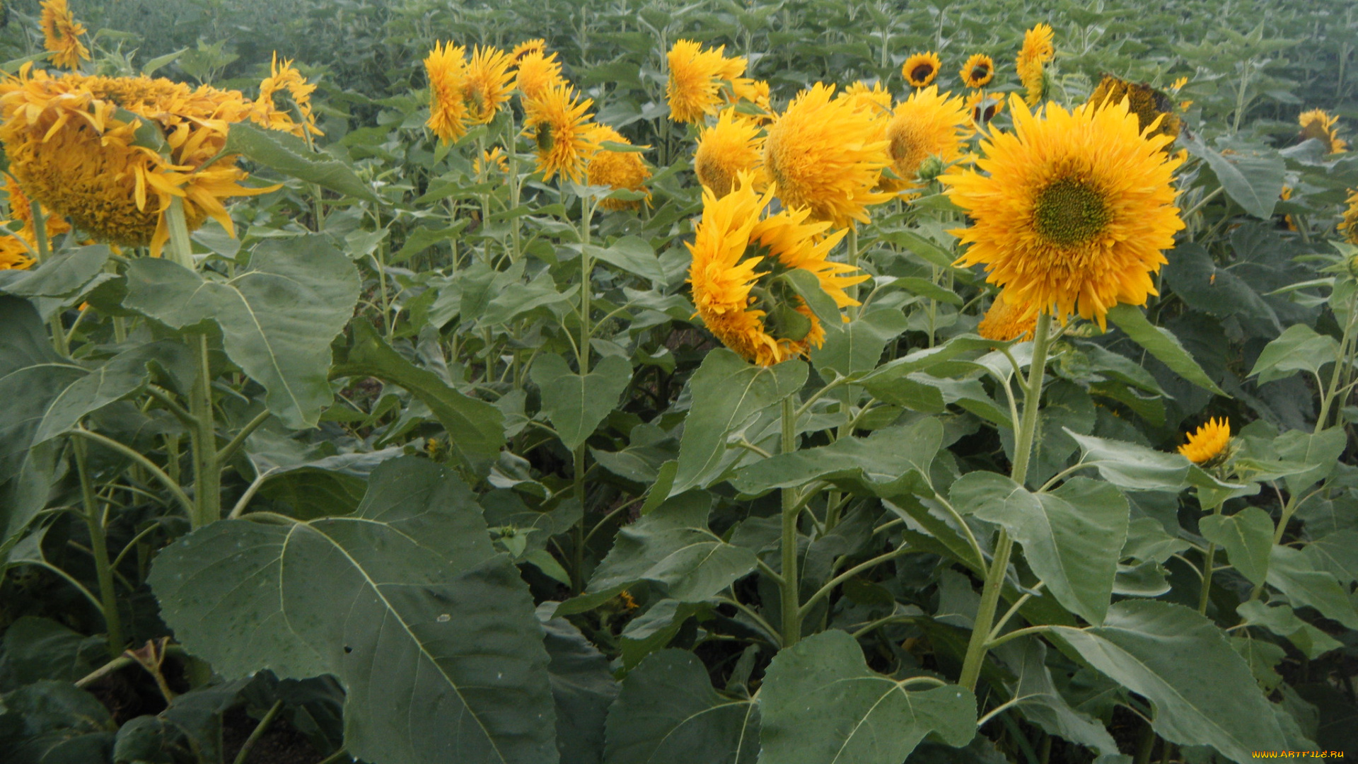 цветы, подсолнухи