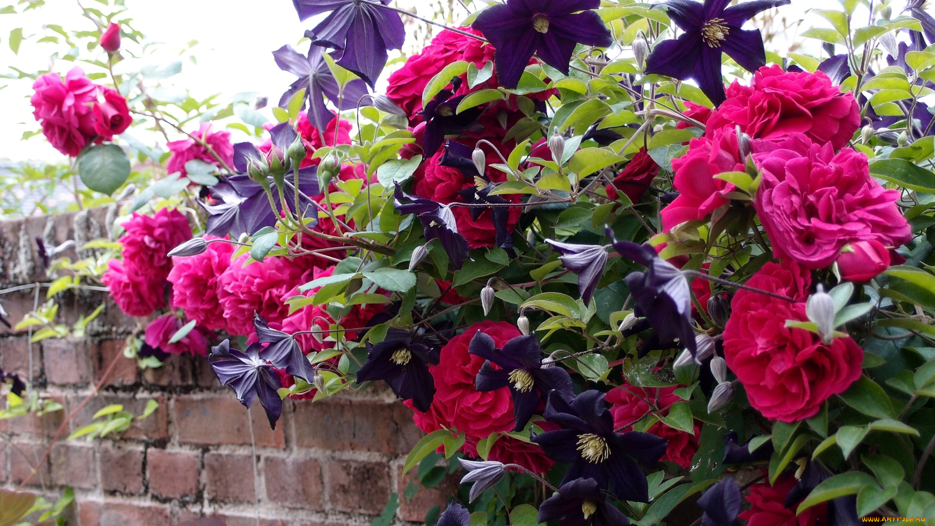 цветы, разные, вместе, розы, клематис, стена
