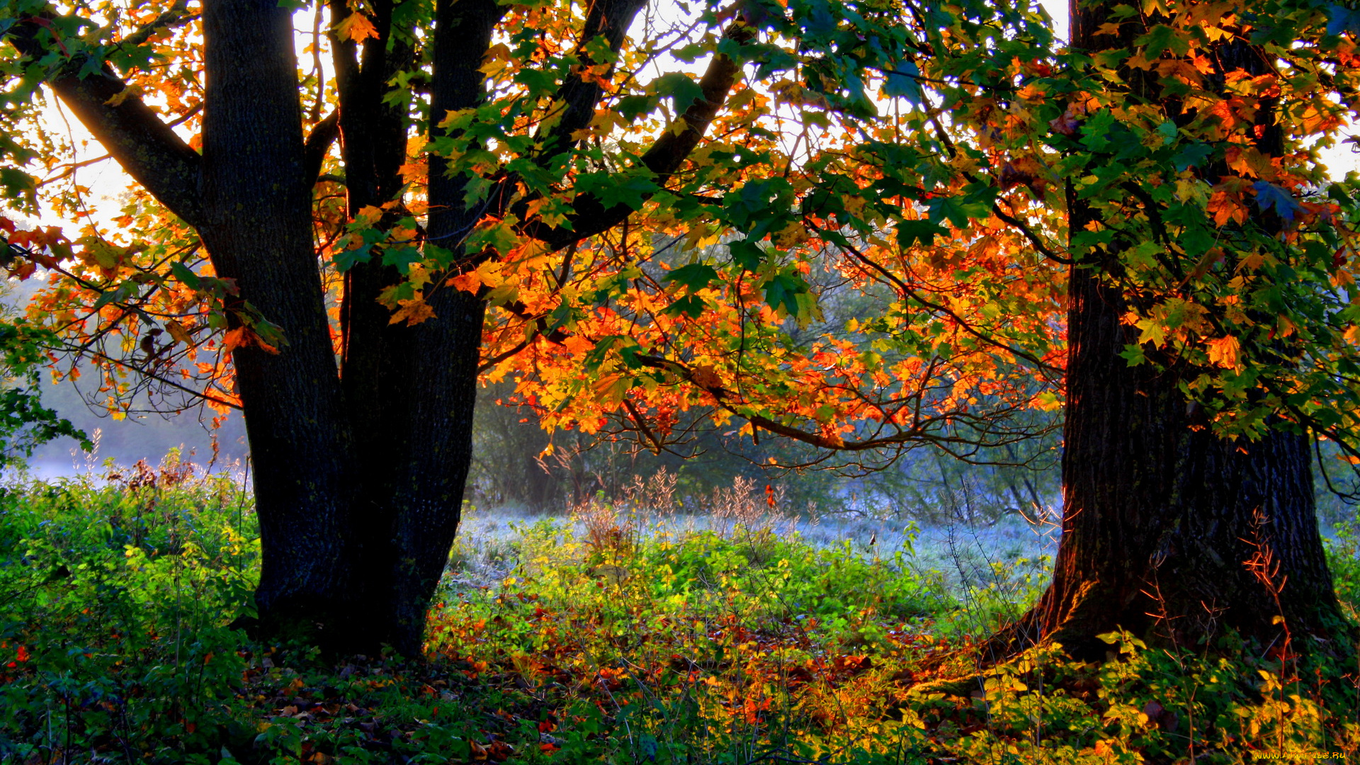 германия, ульм, природа, реки, озера, река, осень