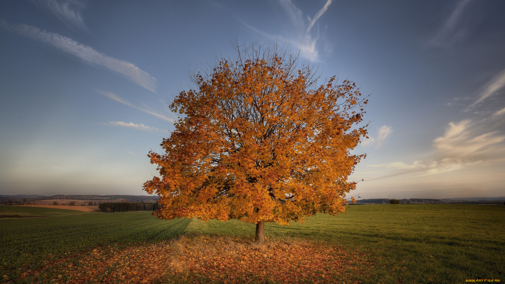 природа, деревья, небо, осень, одиночество