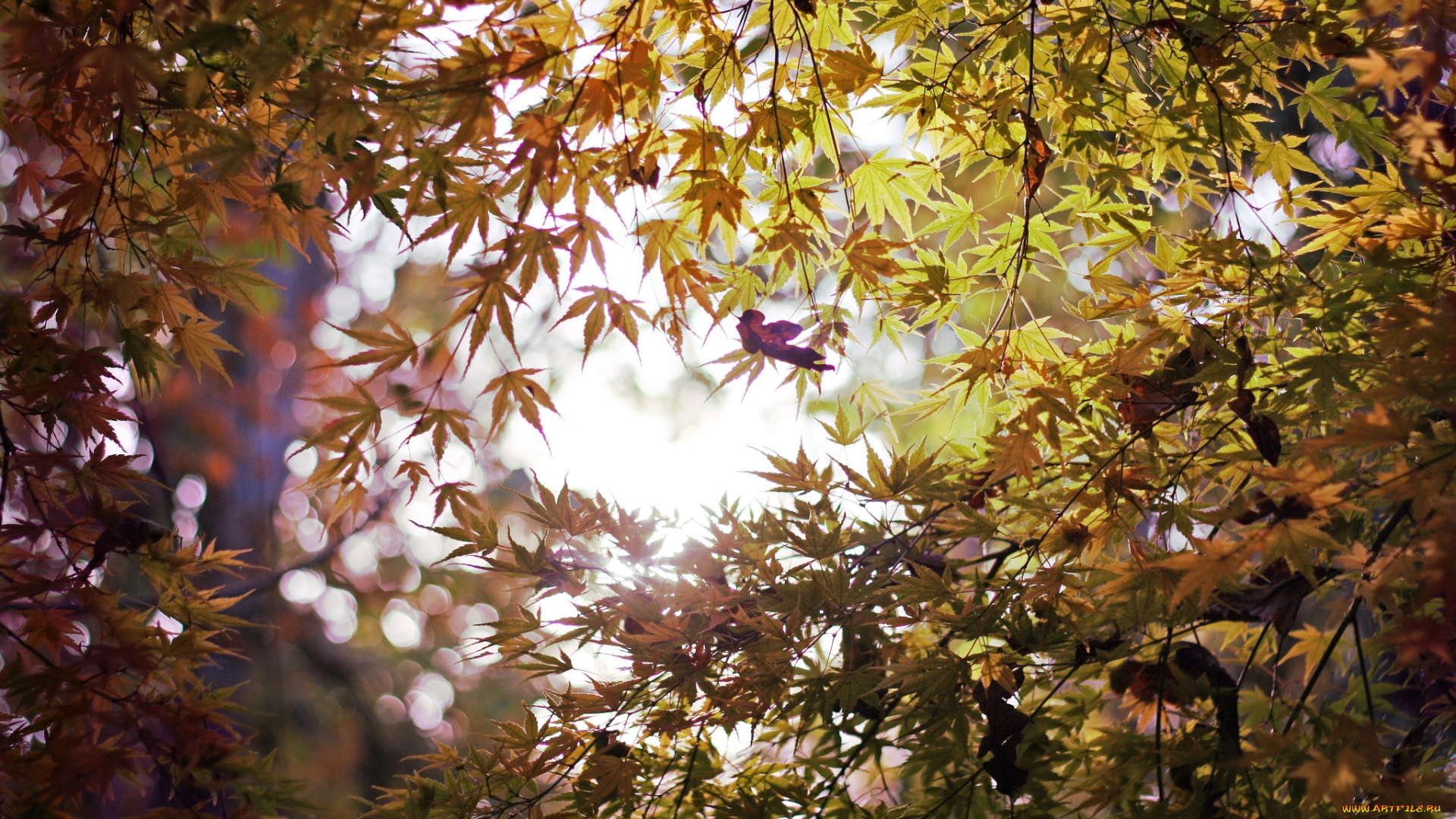 природа, листья, клен, осень, ветки