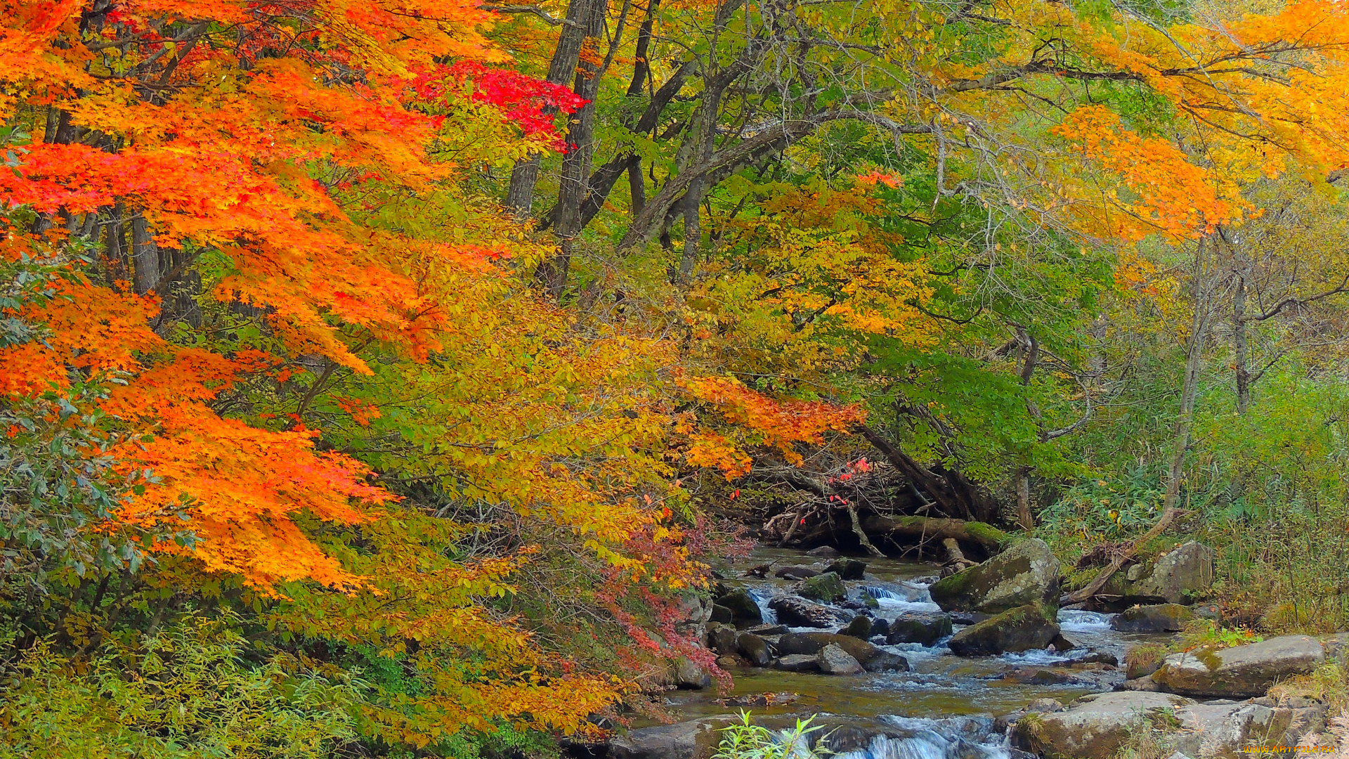 природа, реки, озера, камни, лес, река, осень