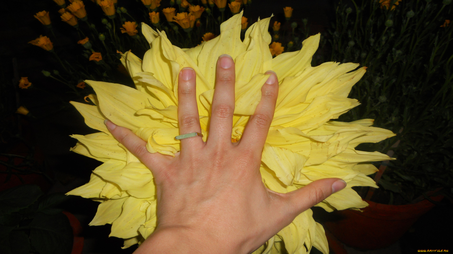 разное, руки, цветок, рука