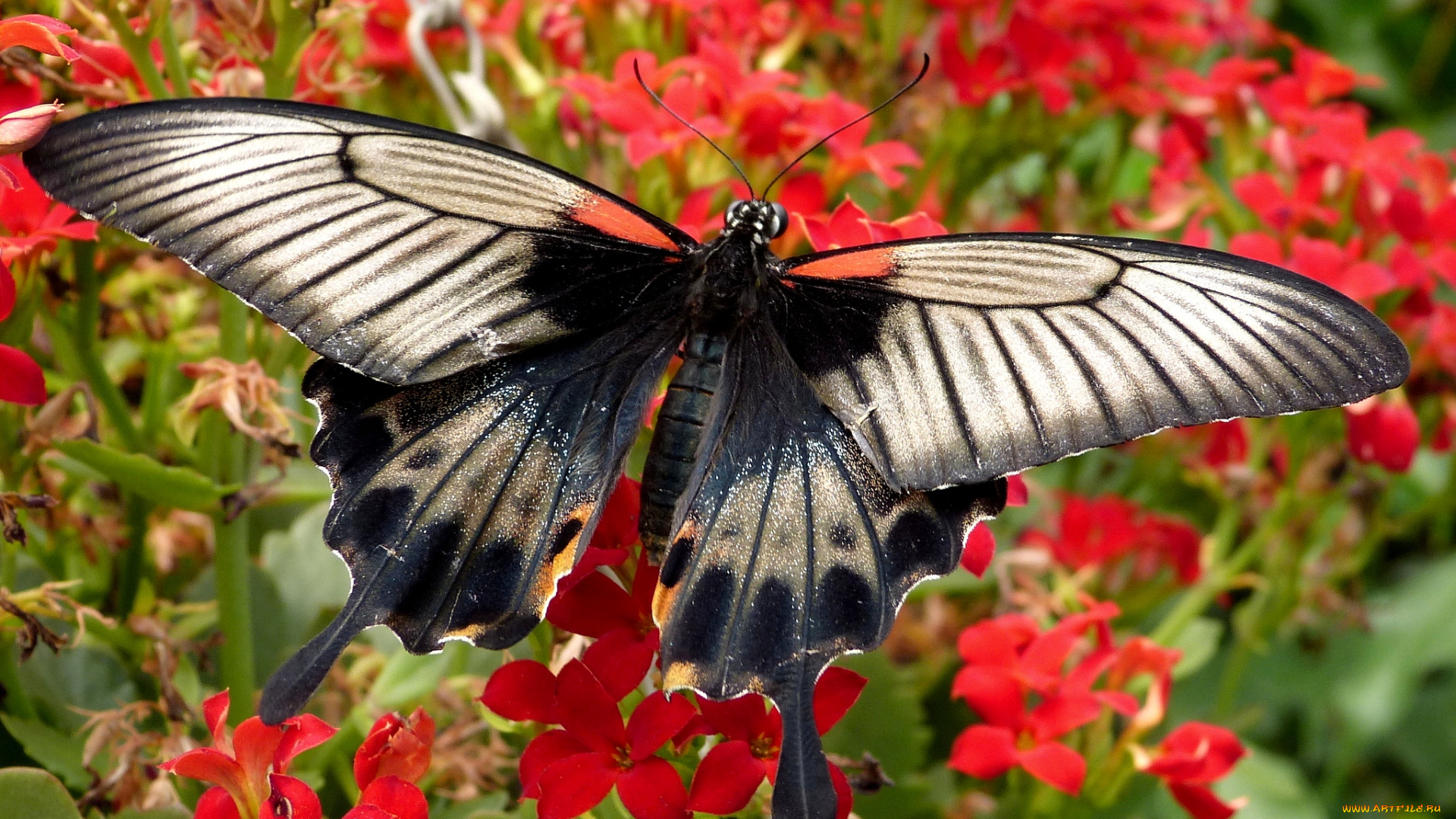 животные, бабочки, крылья, цветы