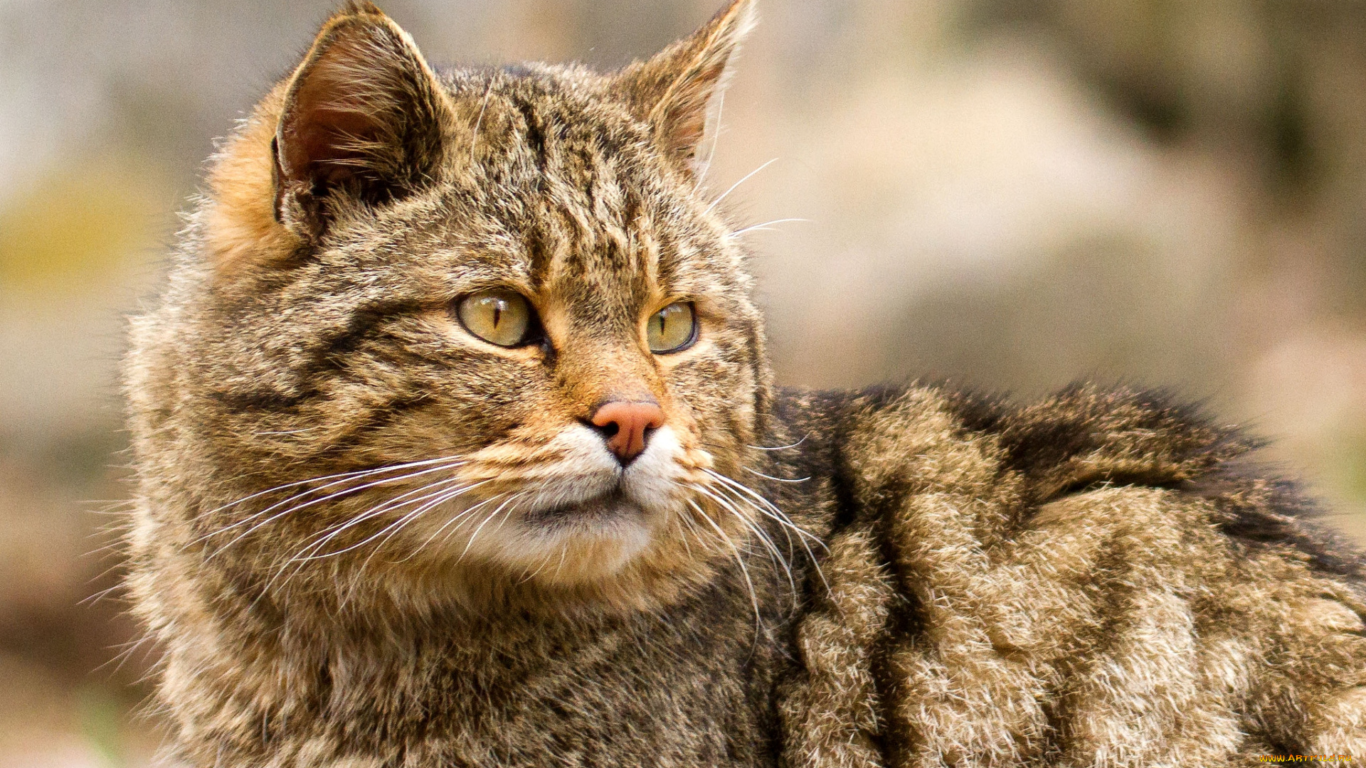 животные, дикие, кошки, хищник, взгляд