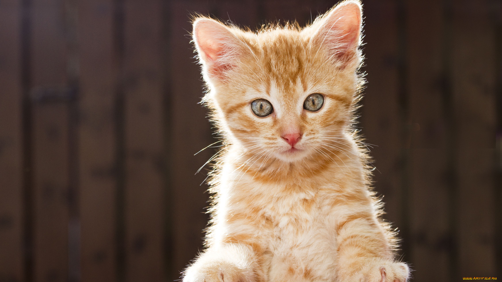 животные, коты, рыжий, котёнок