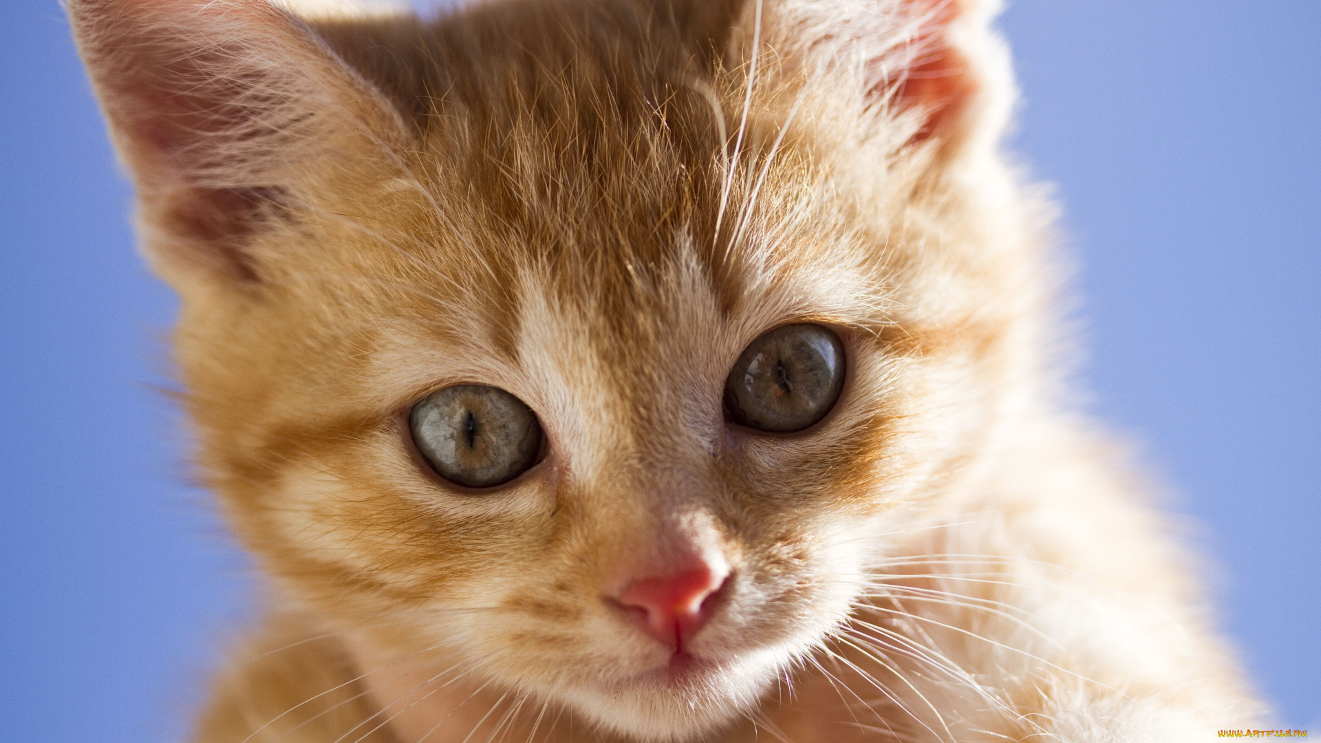 животные, коты, взгляд, мордочка, рыжий, котёнок