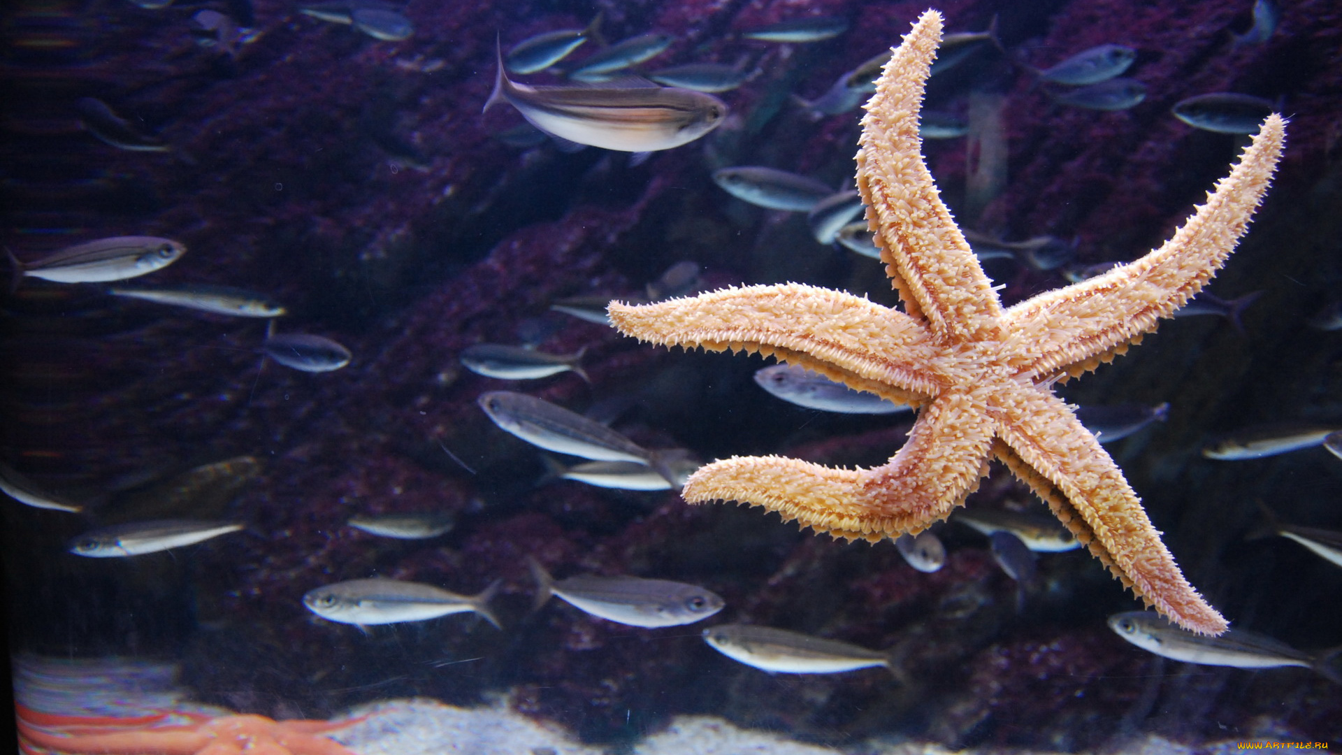 животные, морские, звёзды, рыбы, морская, звезда