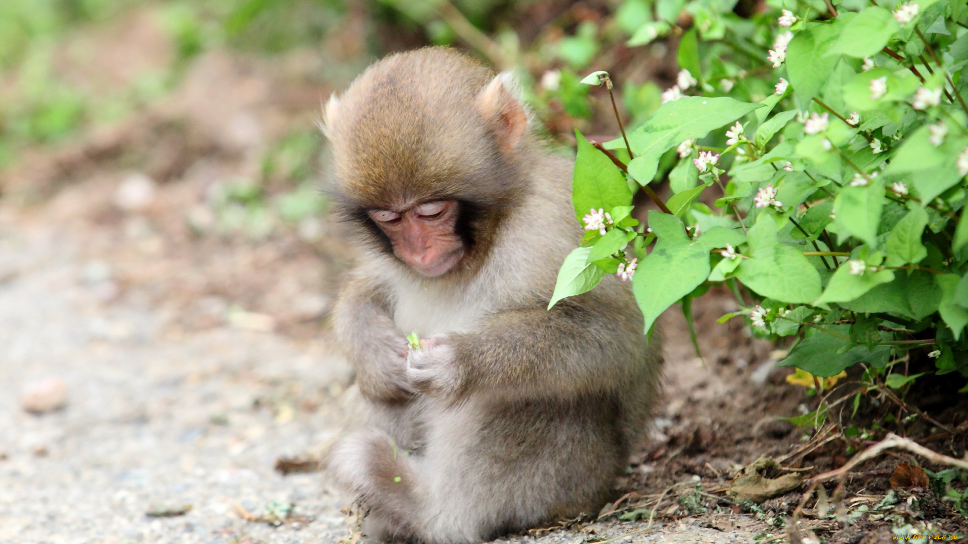 животные, обезьяны, фон, природа, обезьяна