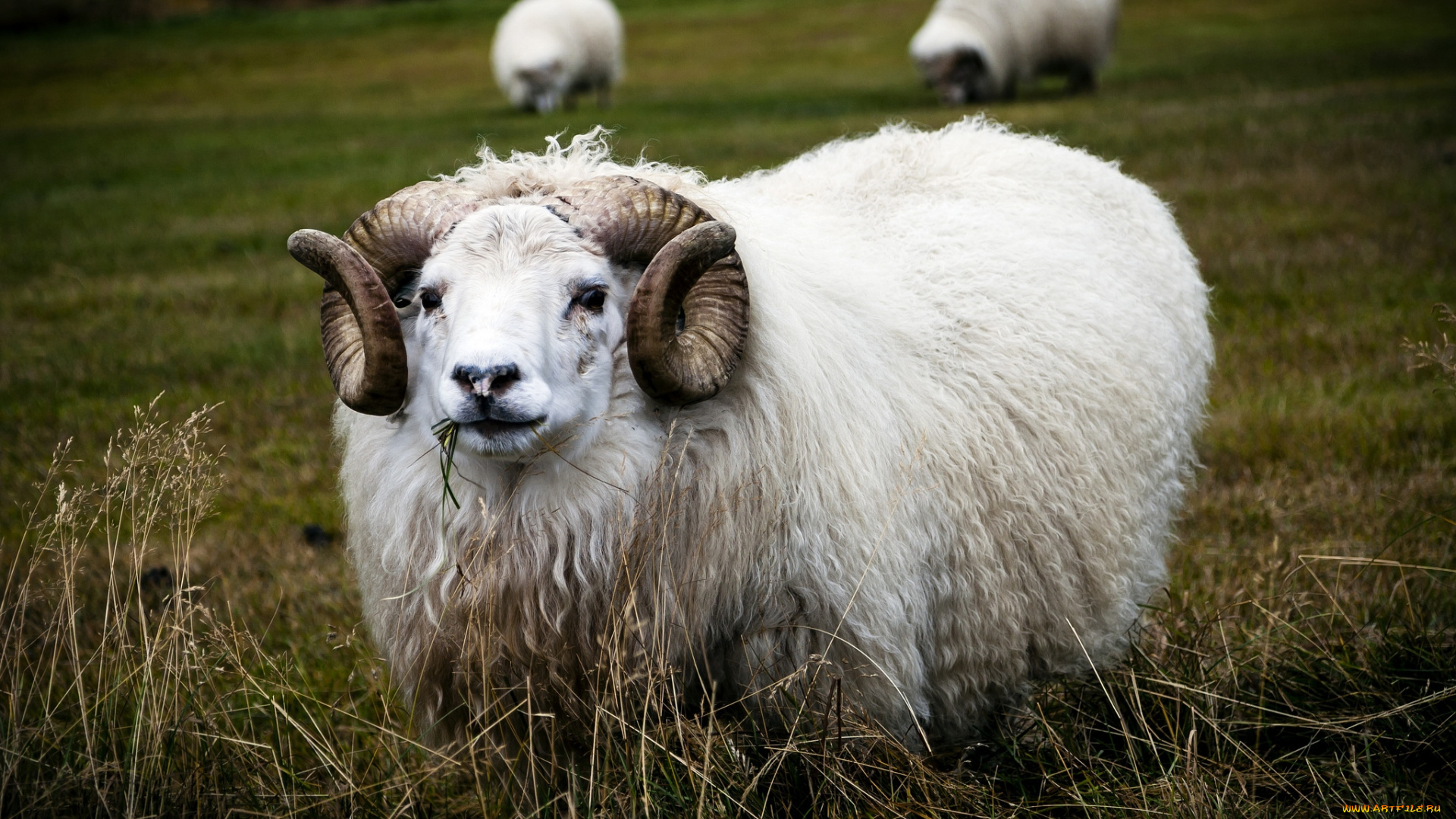 животные, овцы, бараны, рога, шерсть