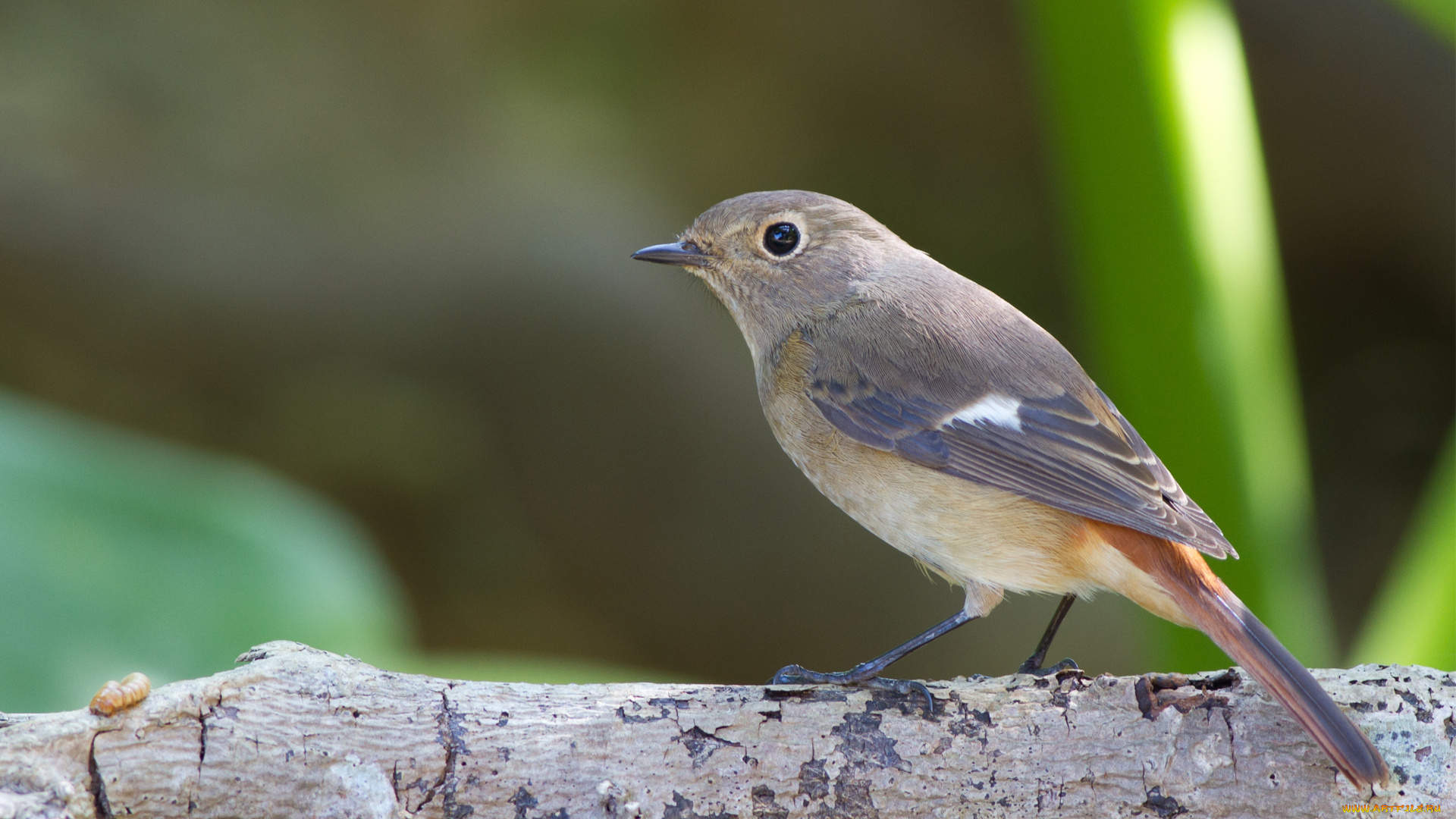 животные, птицы, зелень, природа, ветка, серая