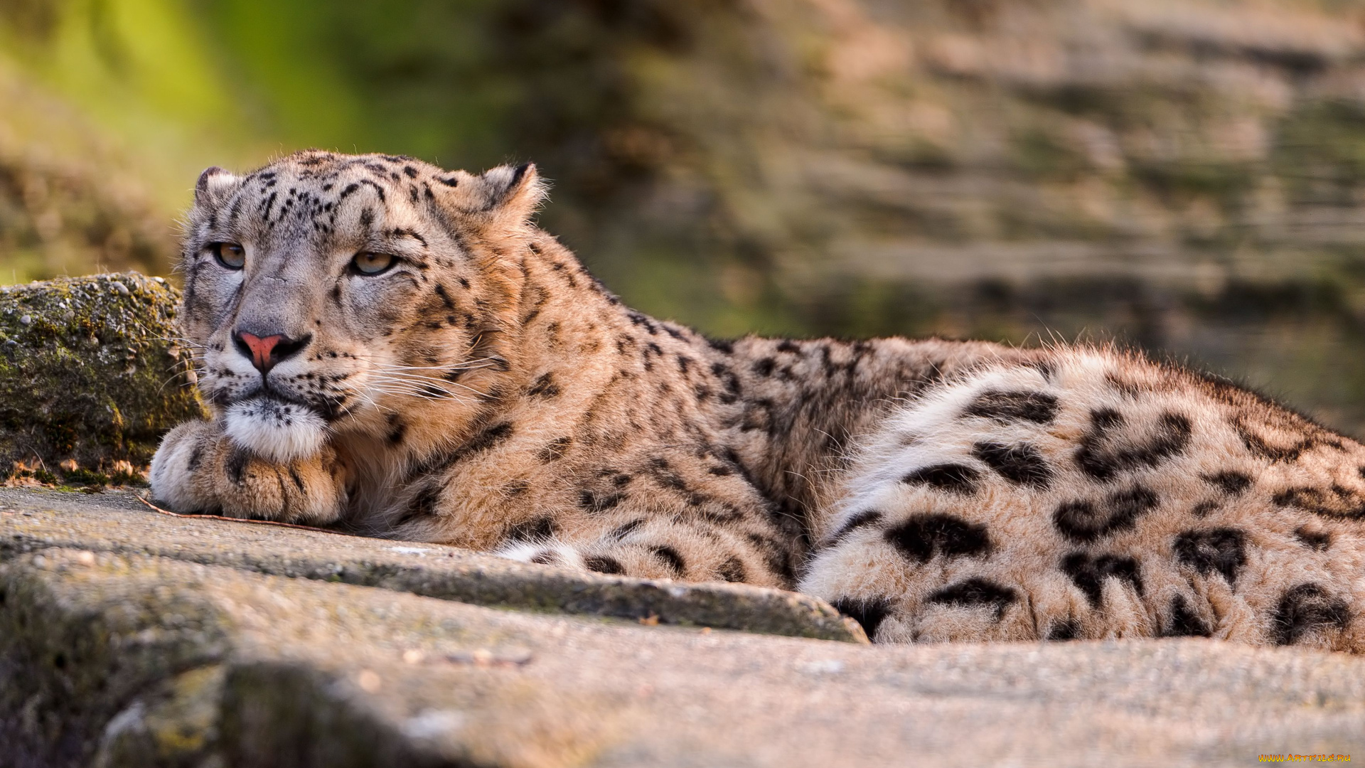 животные, снежный, барс, ирбис