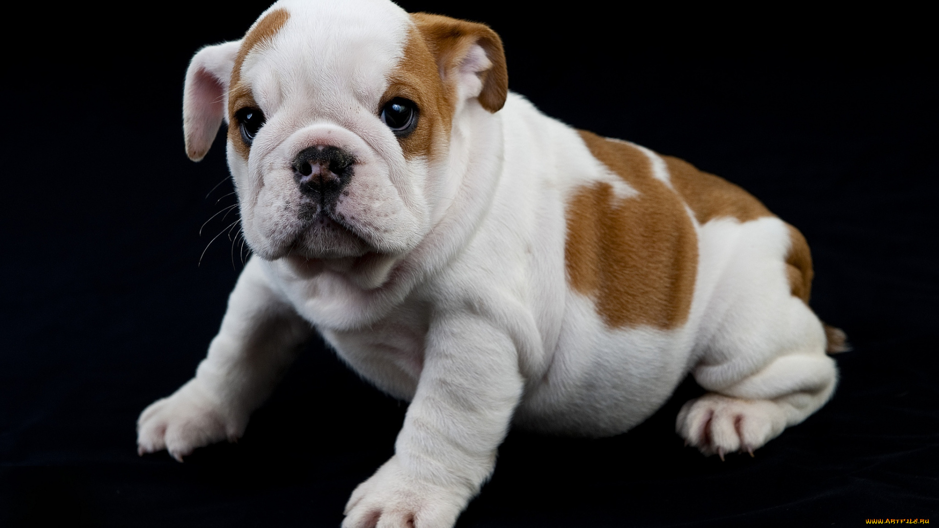 животные, собаки, щенок, французский, бульдог