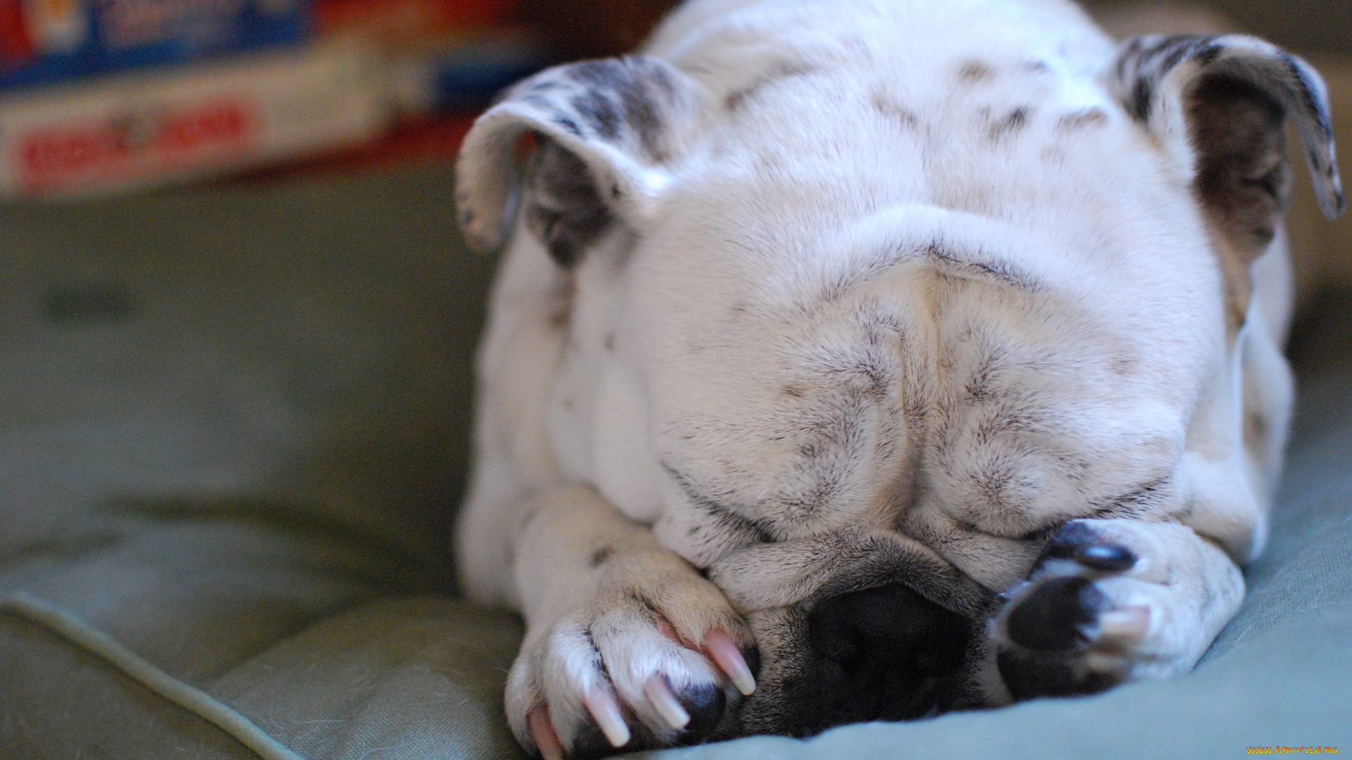 животные, собаки, спящая, собака, бульдог