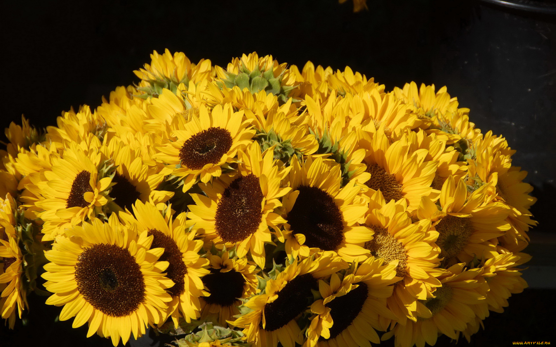 цветы, подсолнухи