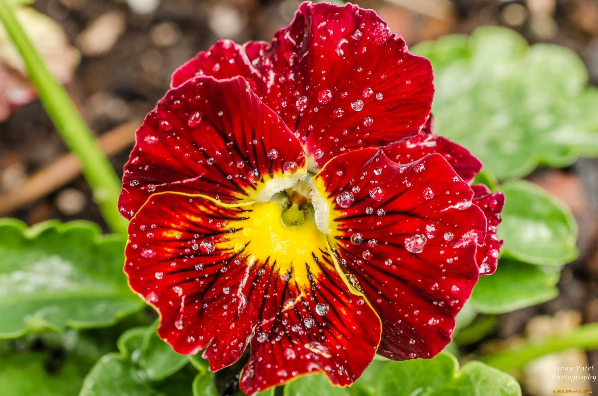 цветы, анютины, глазки, садовые, фиалки, красный, макро, капли