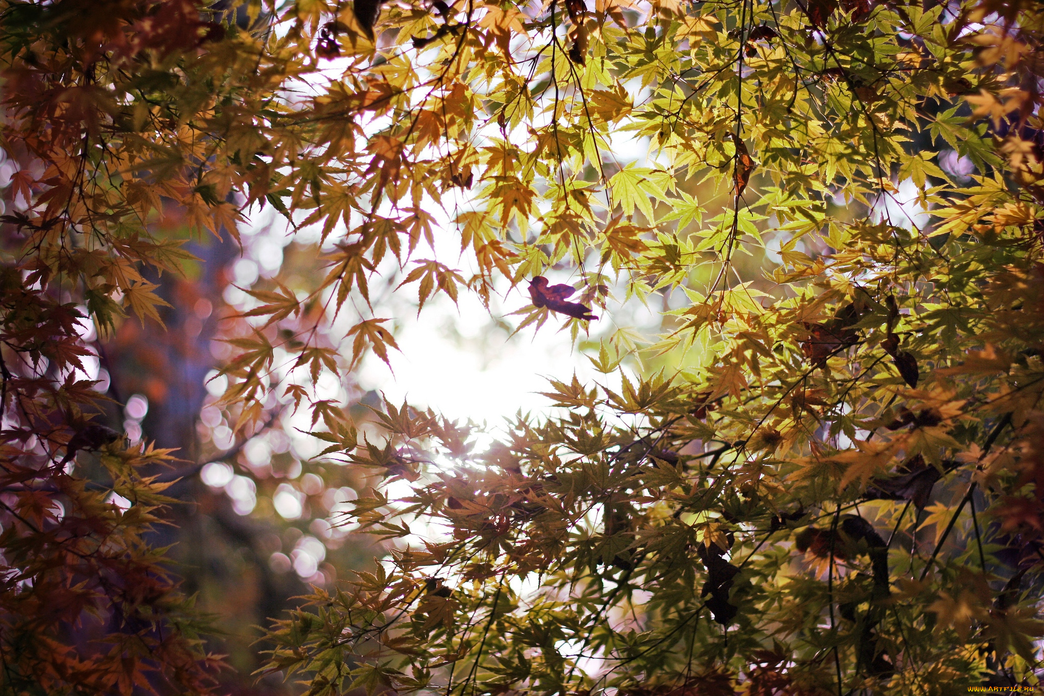 природа, листья, клен, осень, ветки