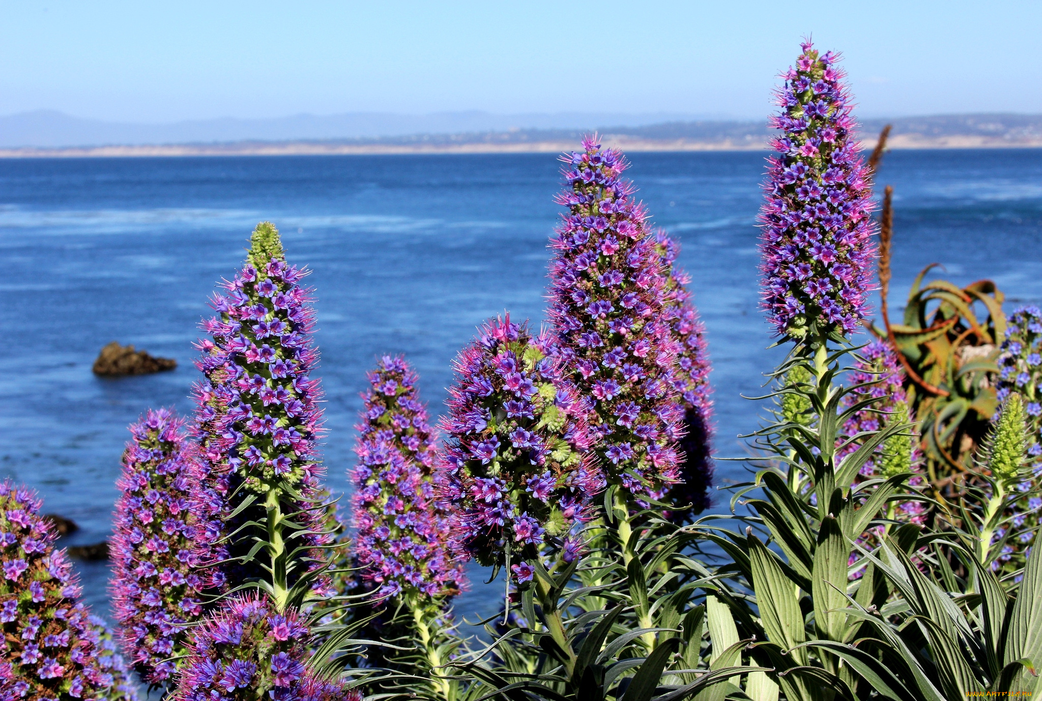 цветы, сиреневый, экзотика