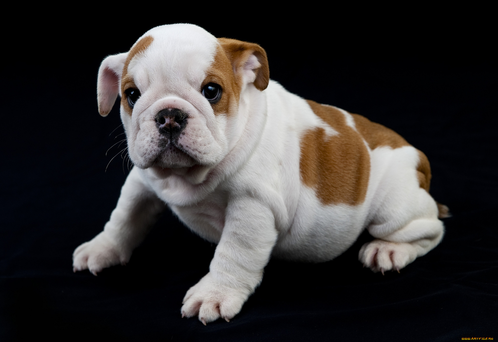 животные, собаки, щенок, французский, бульдог