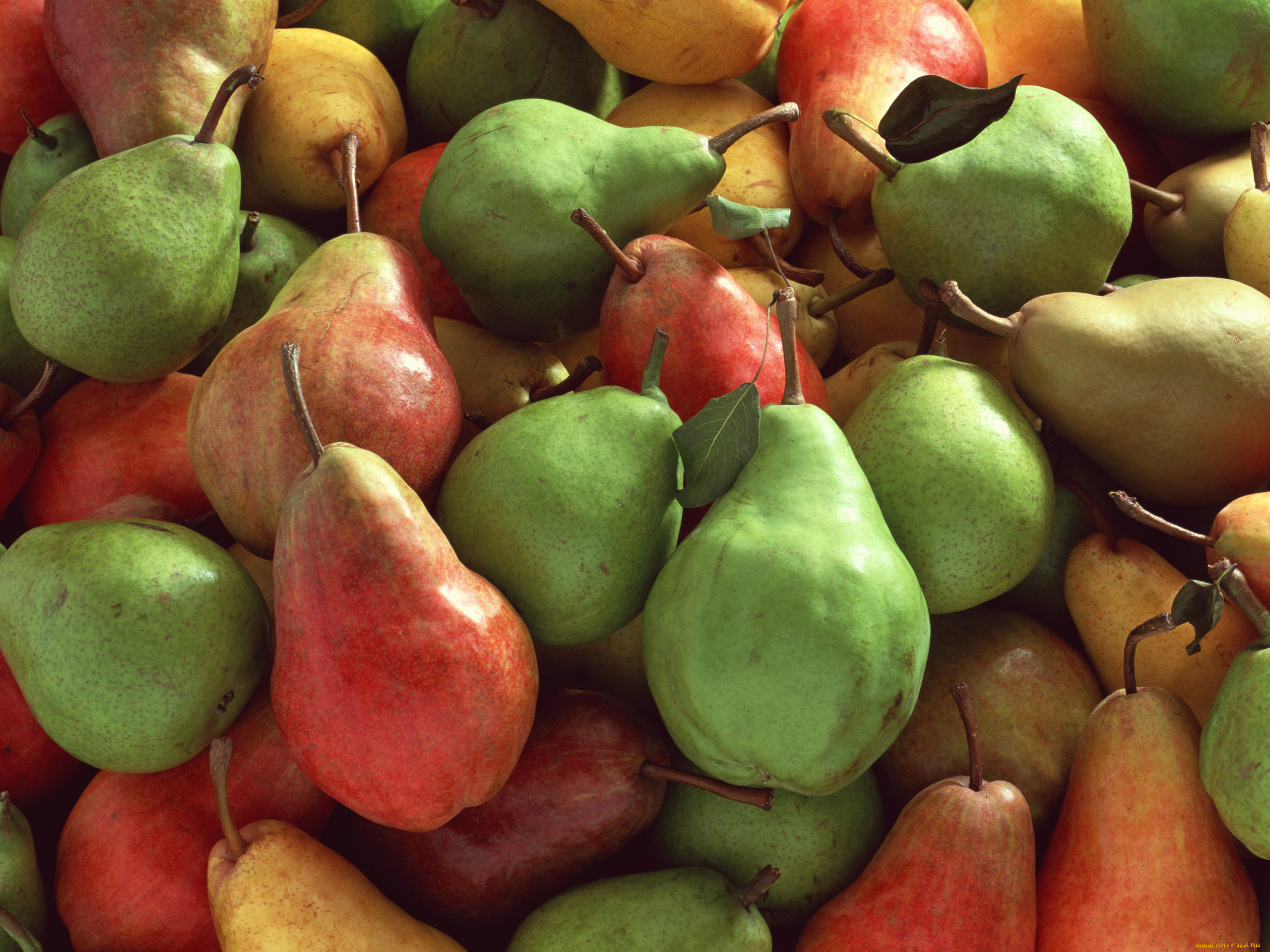 еда, груши, много, разноцветные