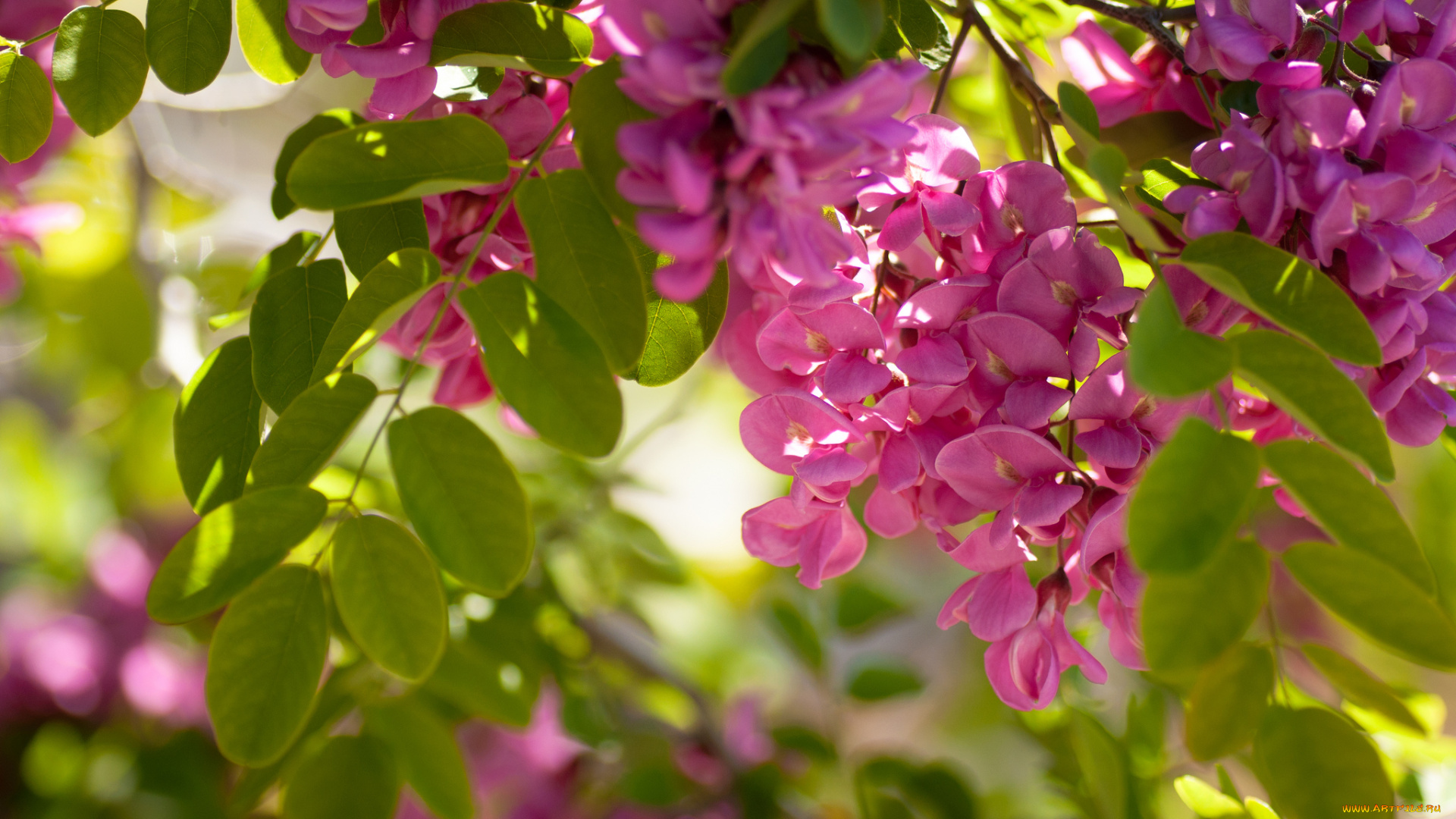 цветы, акация, розовый