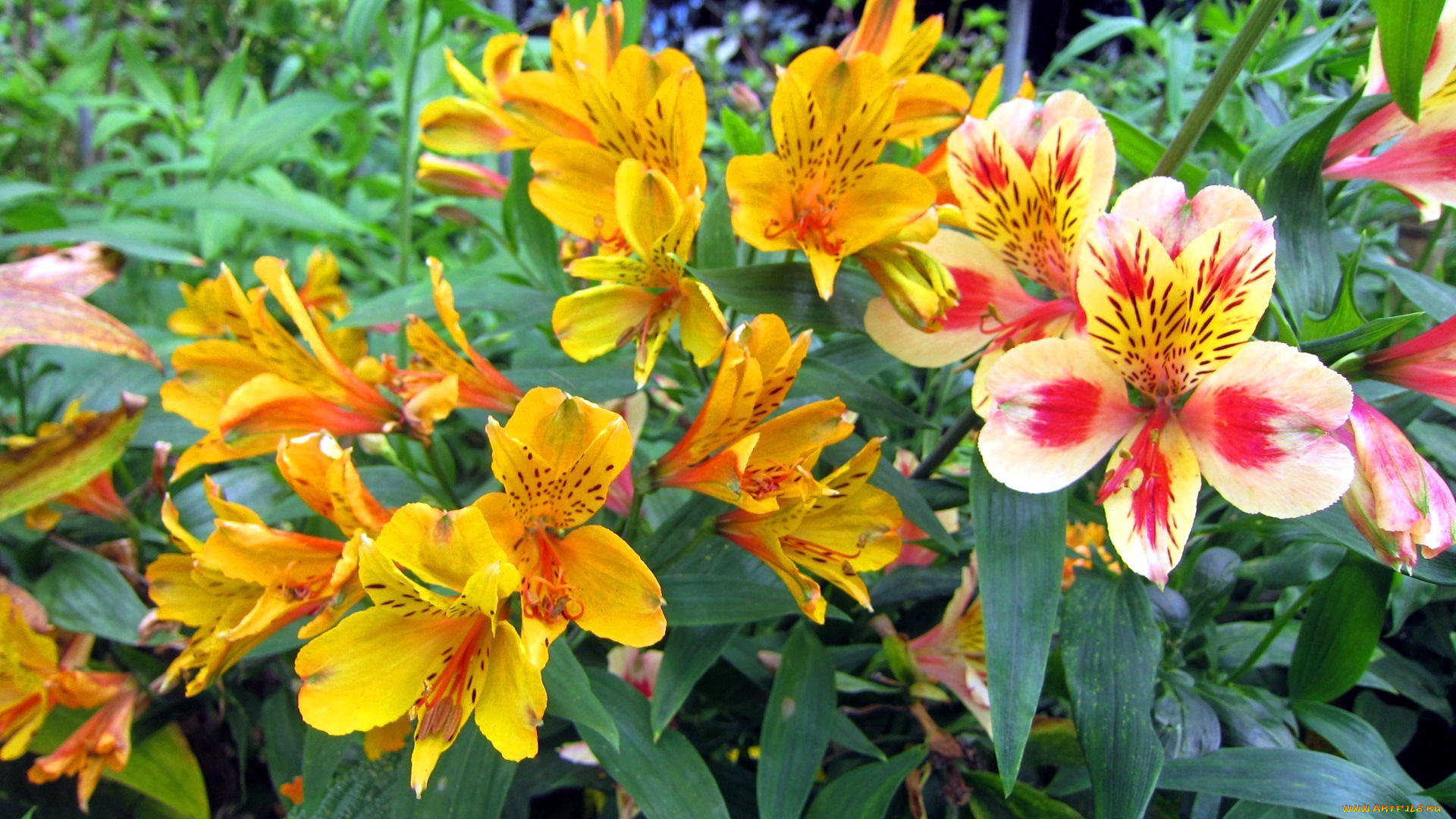 цветы, альстромерия, яркий