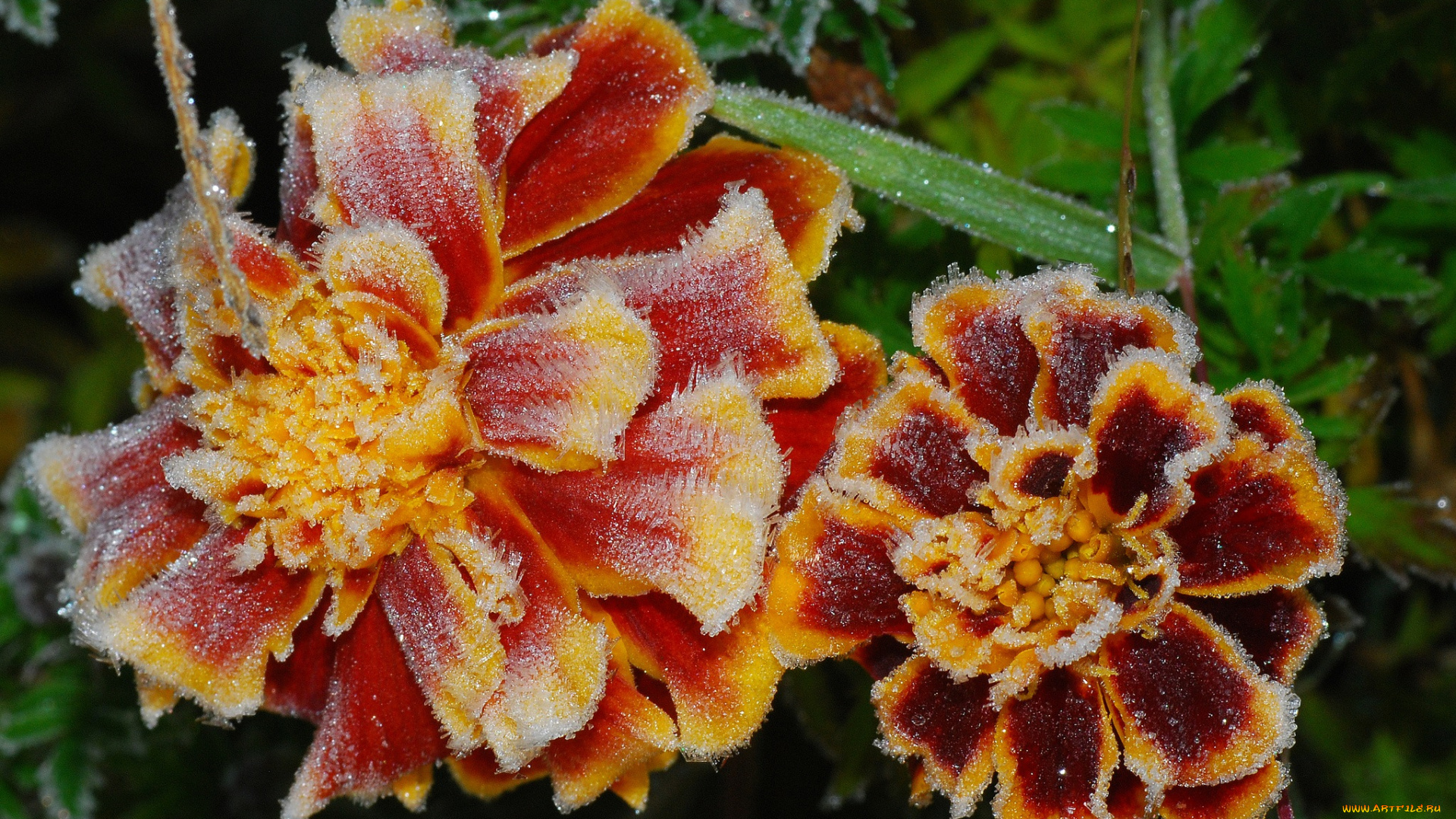 цветы, бархатцы, изморозь