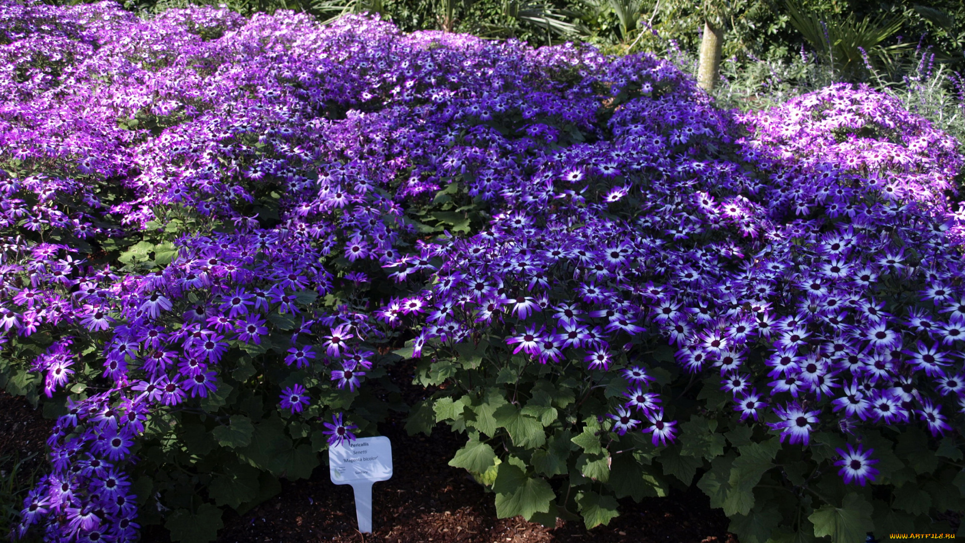 цветы, цинерария, сад