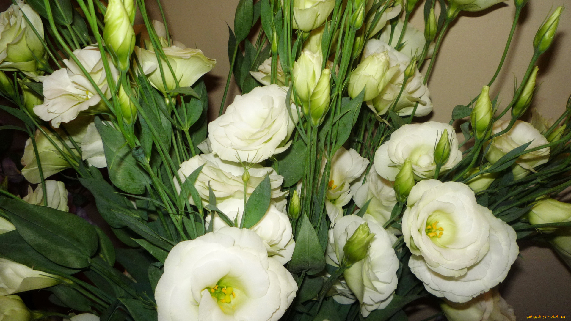 цветы, эустома, белые, букет