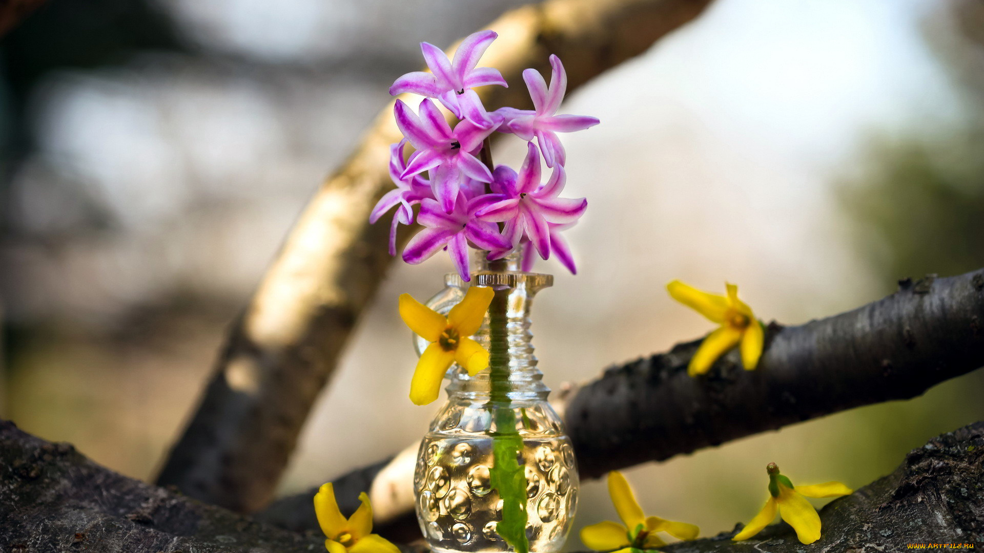 цветы, гиацинты, вазочка, гиацинт