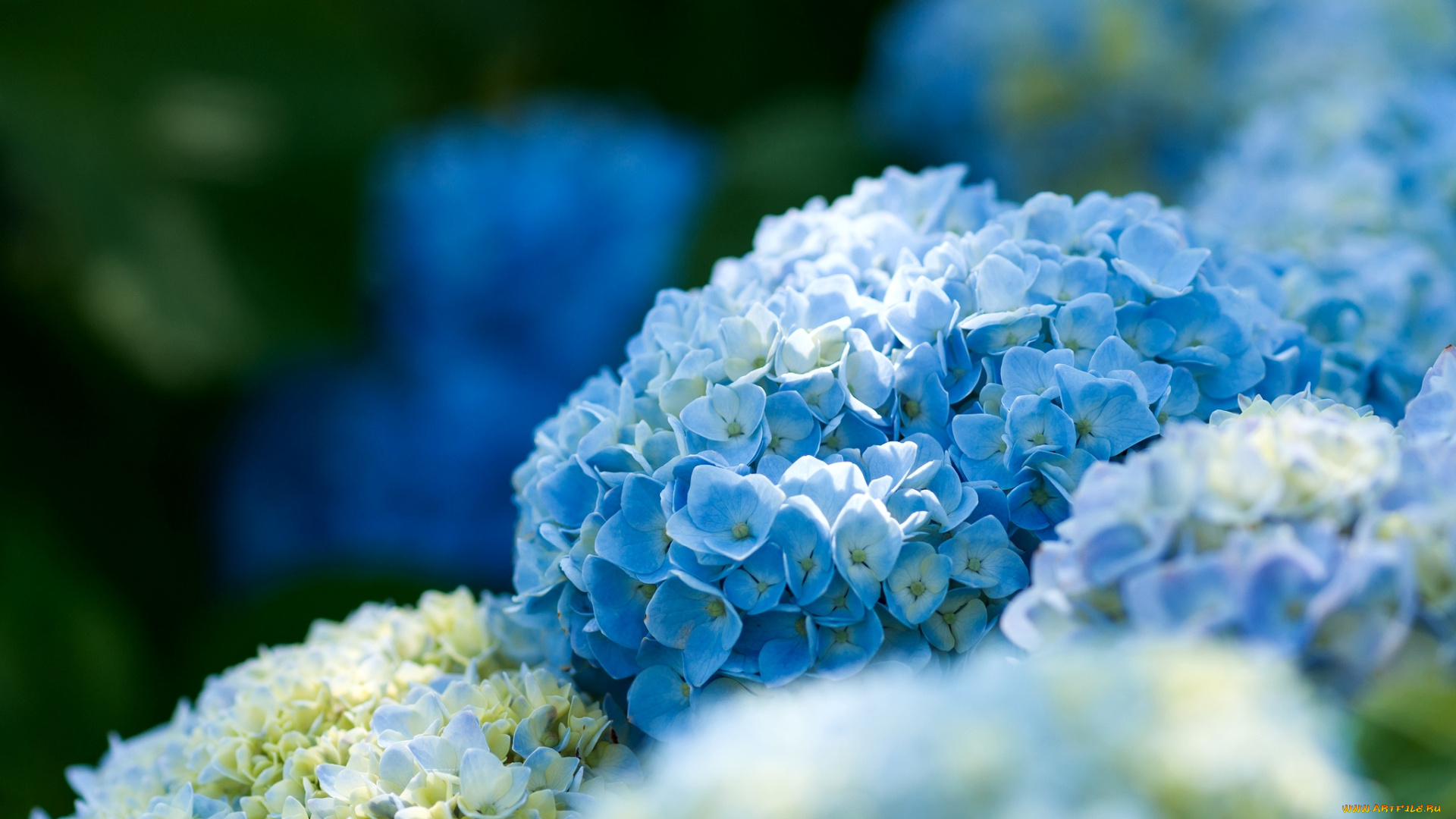 цветы, гортензия, голубой
