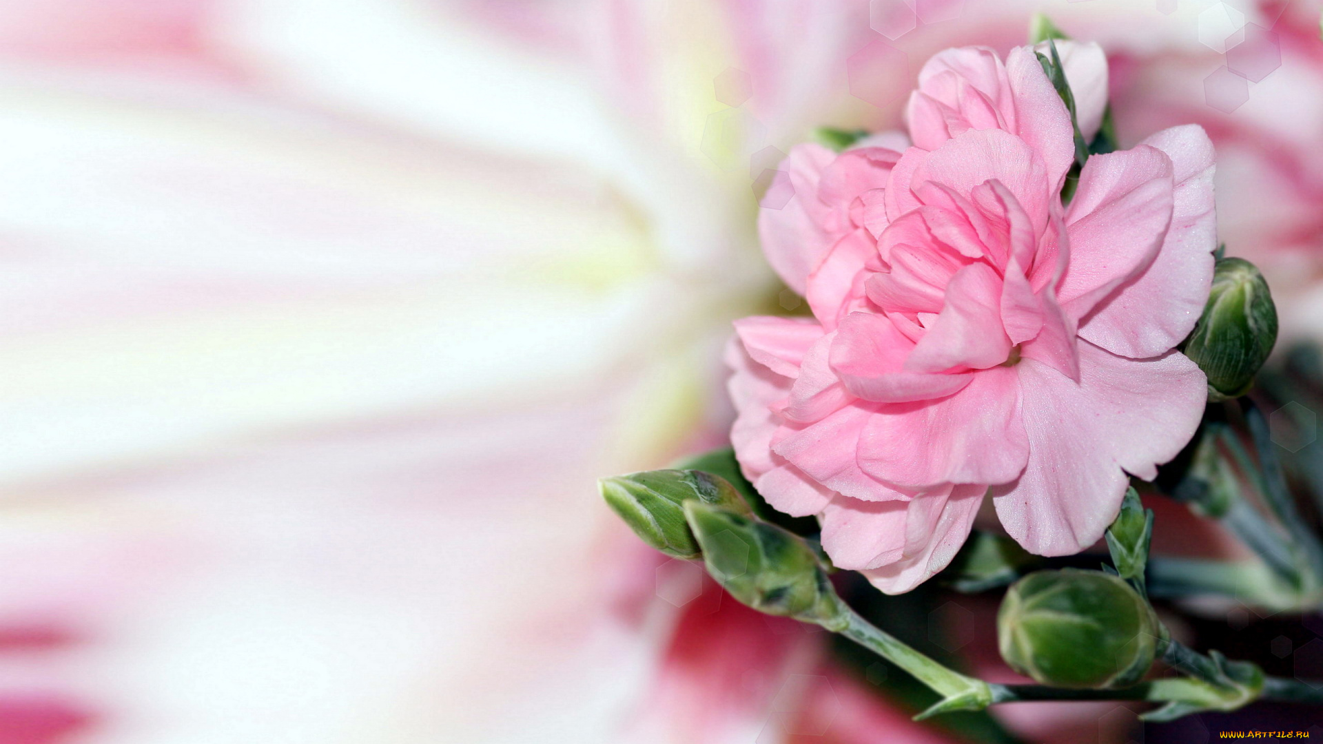 цветы, гвоздики, розовый